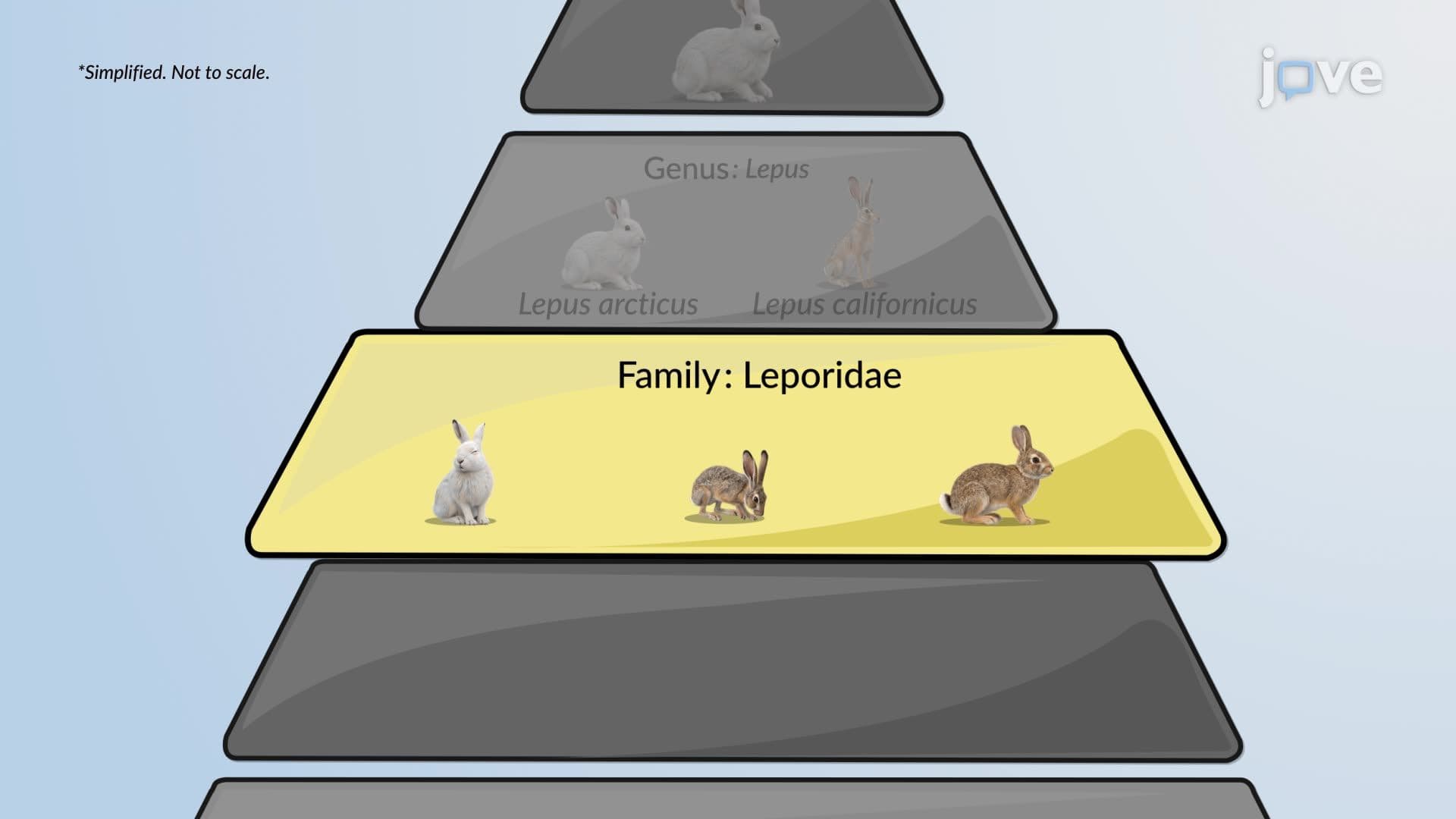 Taxonomy