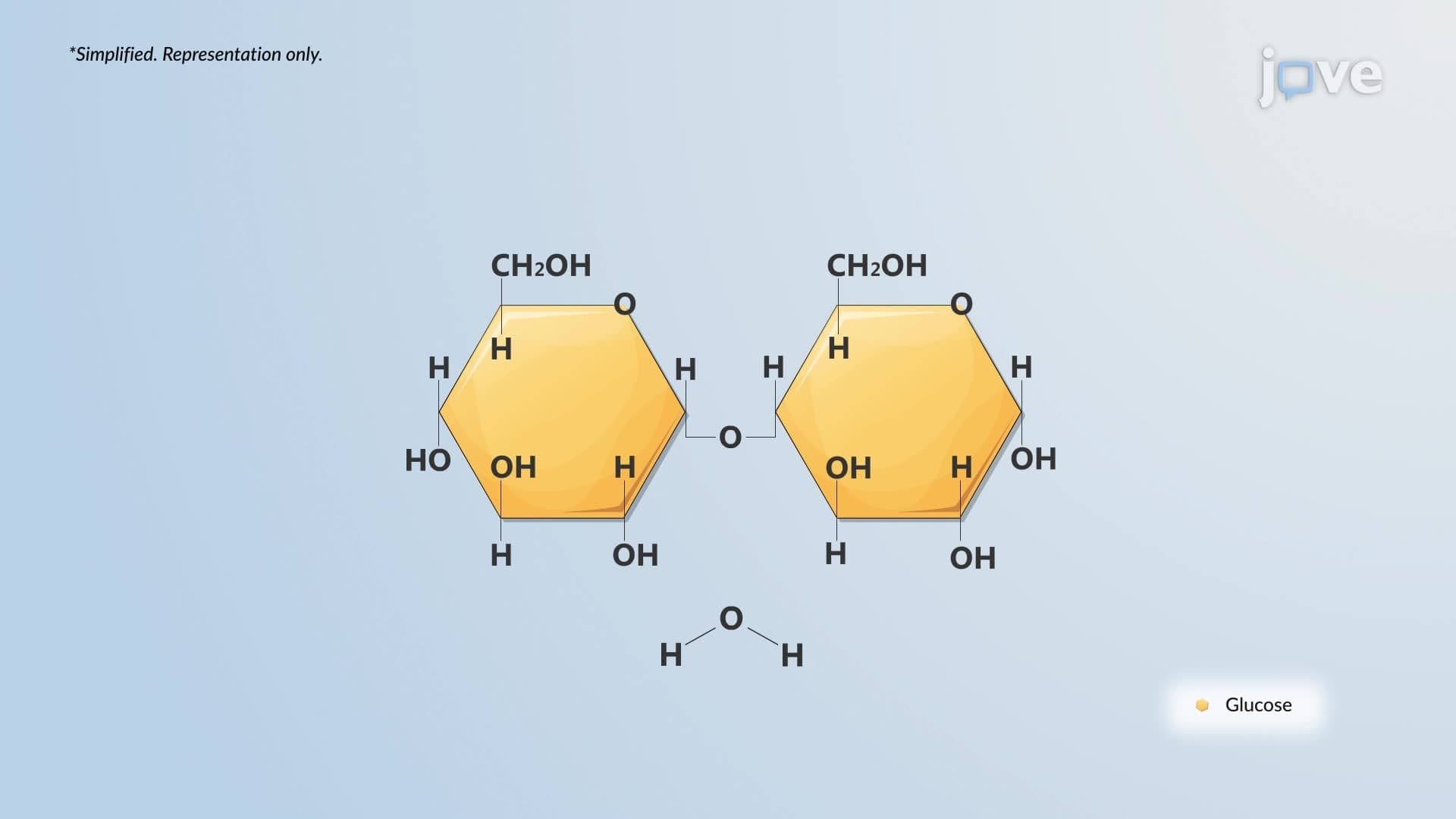 Dehydration Synthesis