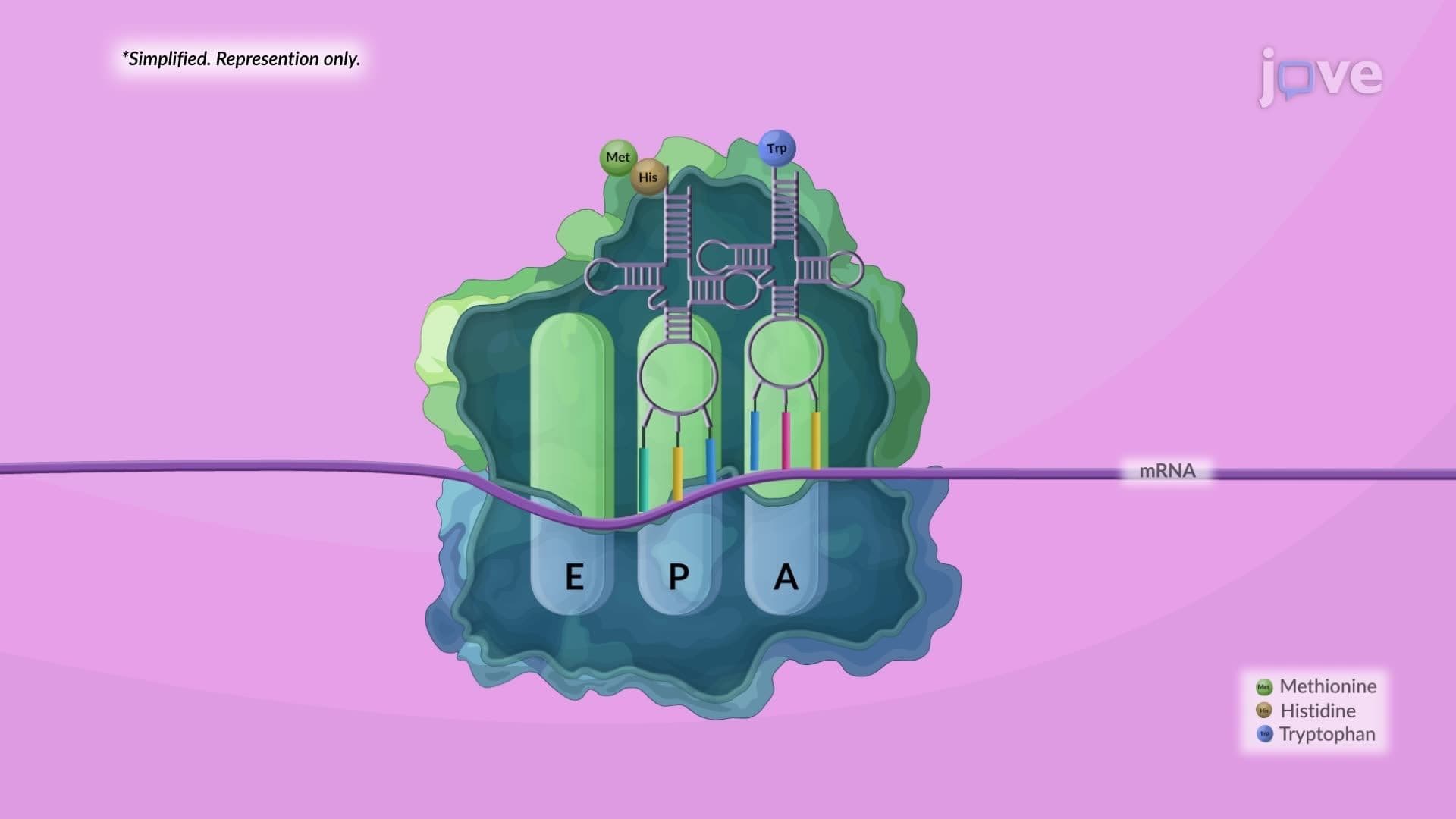 Ribosomes