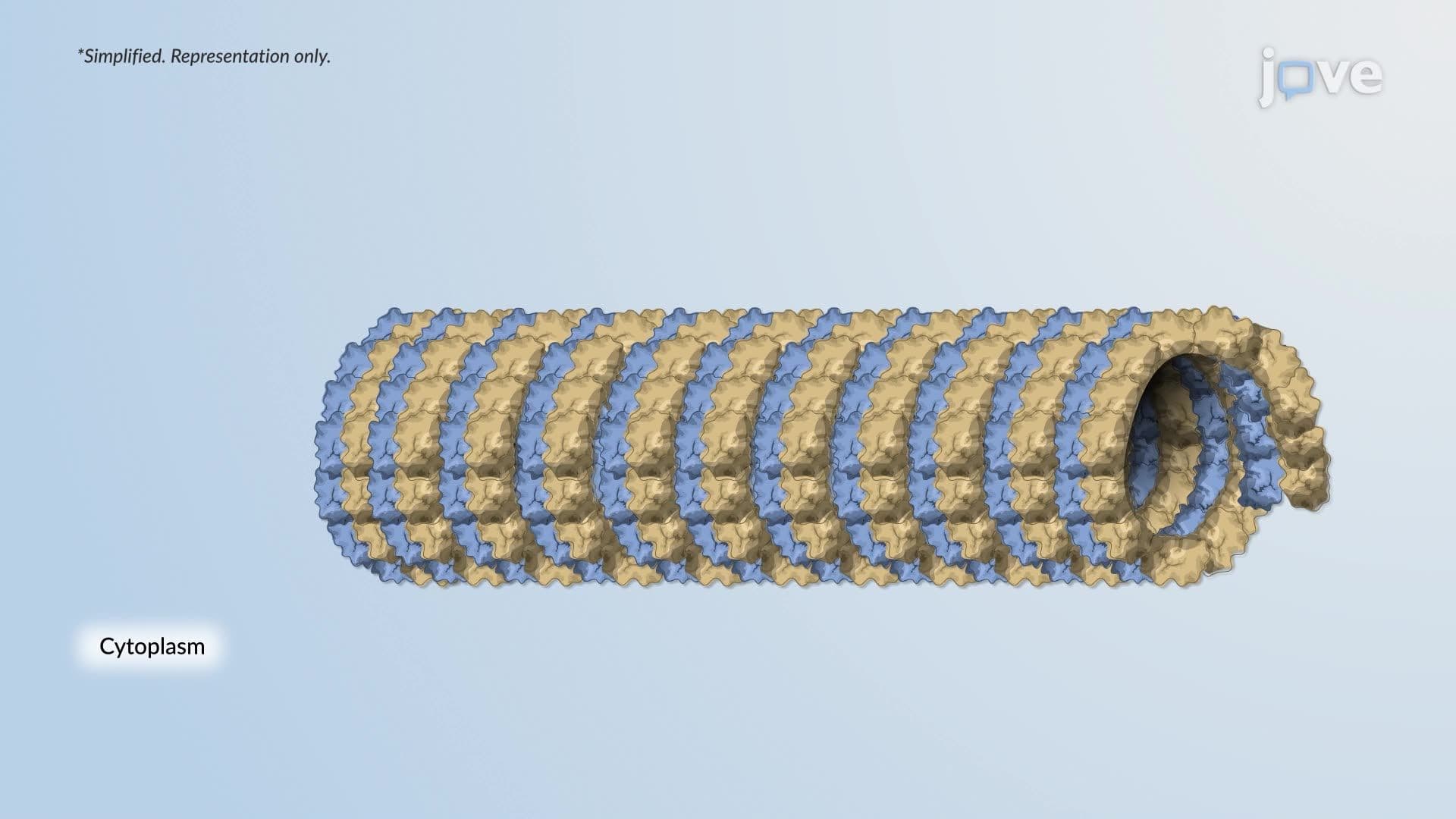 Microtubules