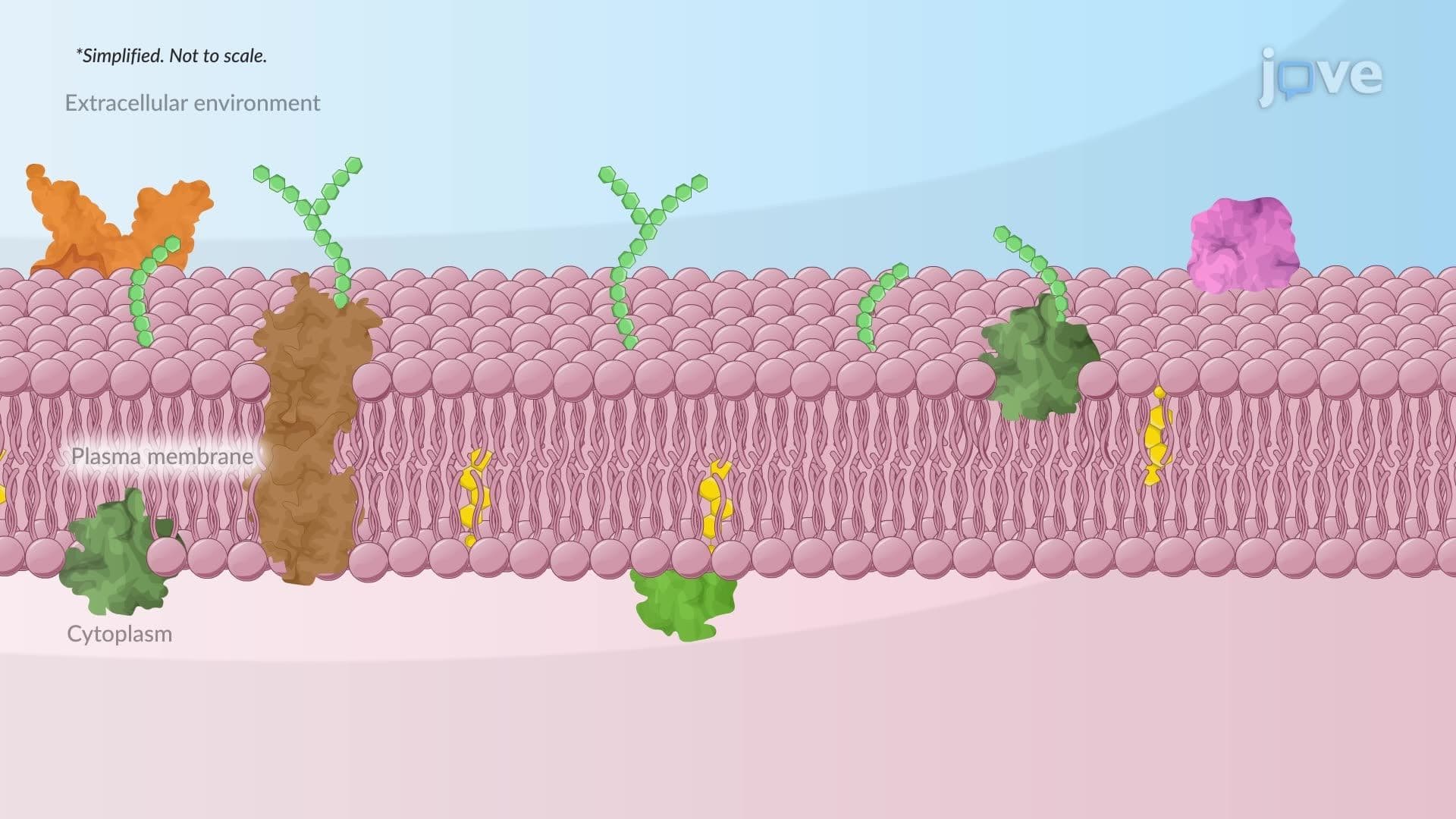 The Fluid Mosaic Model