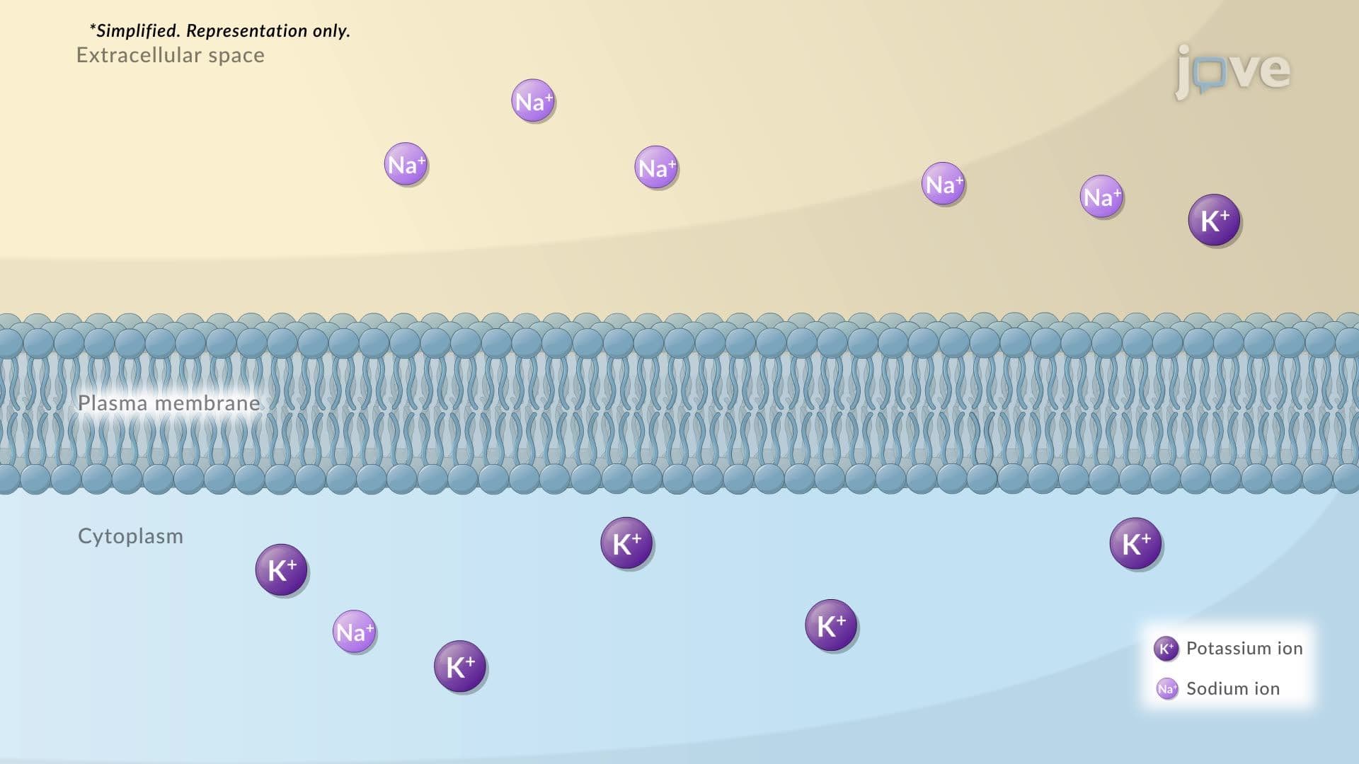 What is an Electrochemical Gradient?