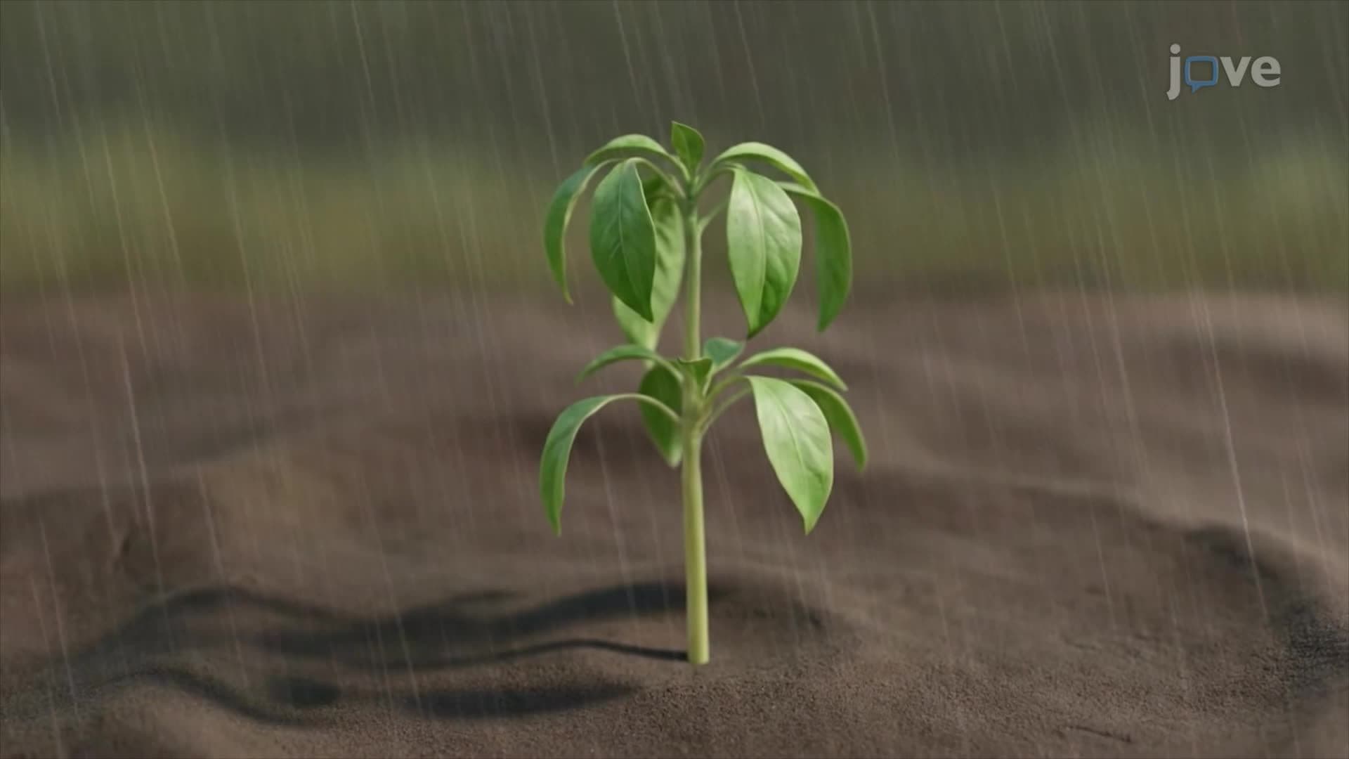 Tonicity in Plants