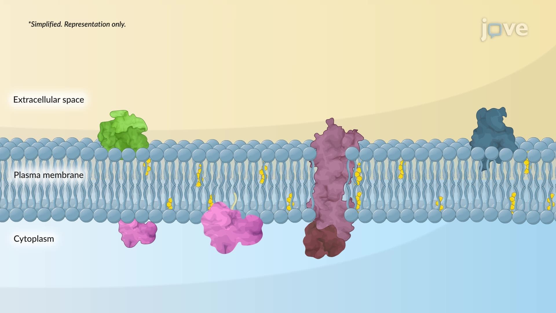 Introduction to Membrane Proteins