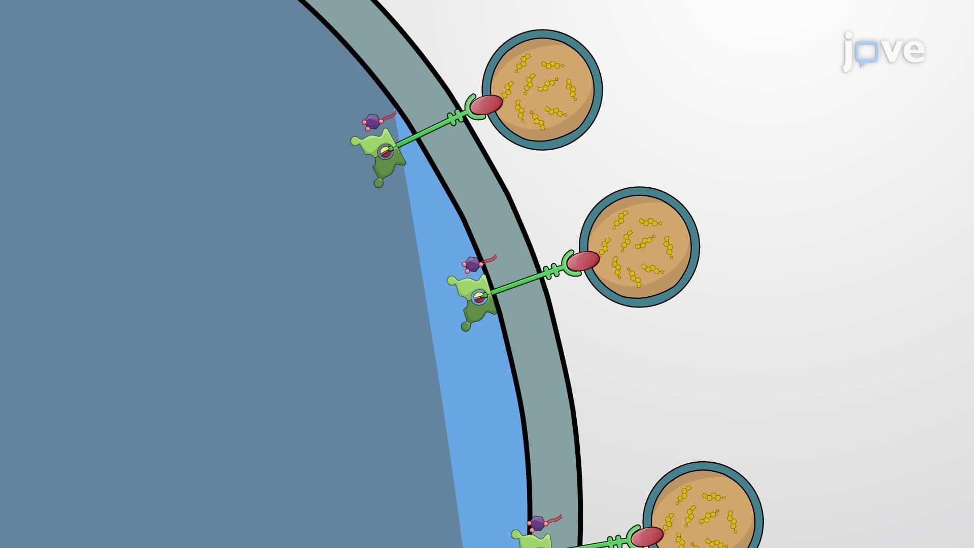 Receptor-mediated Endocytosis