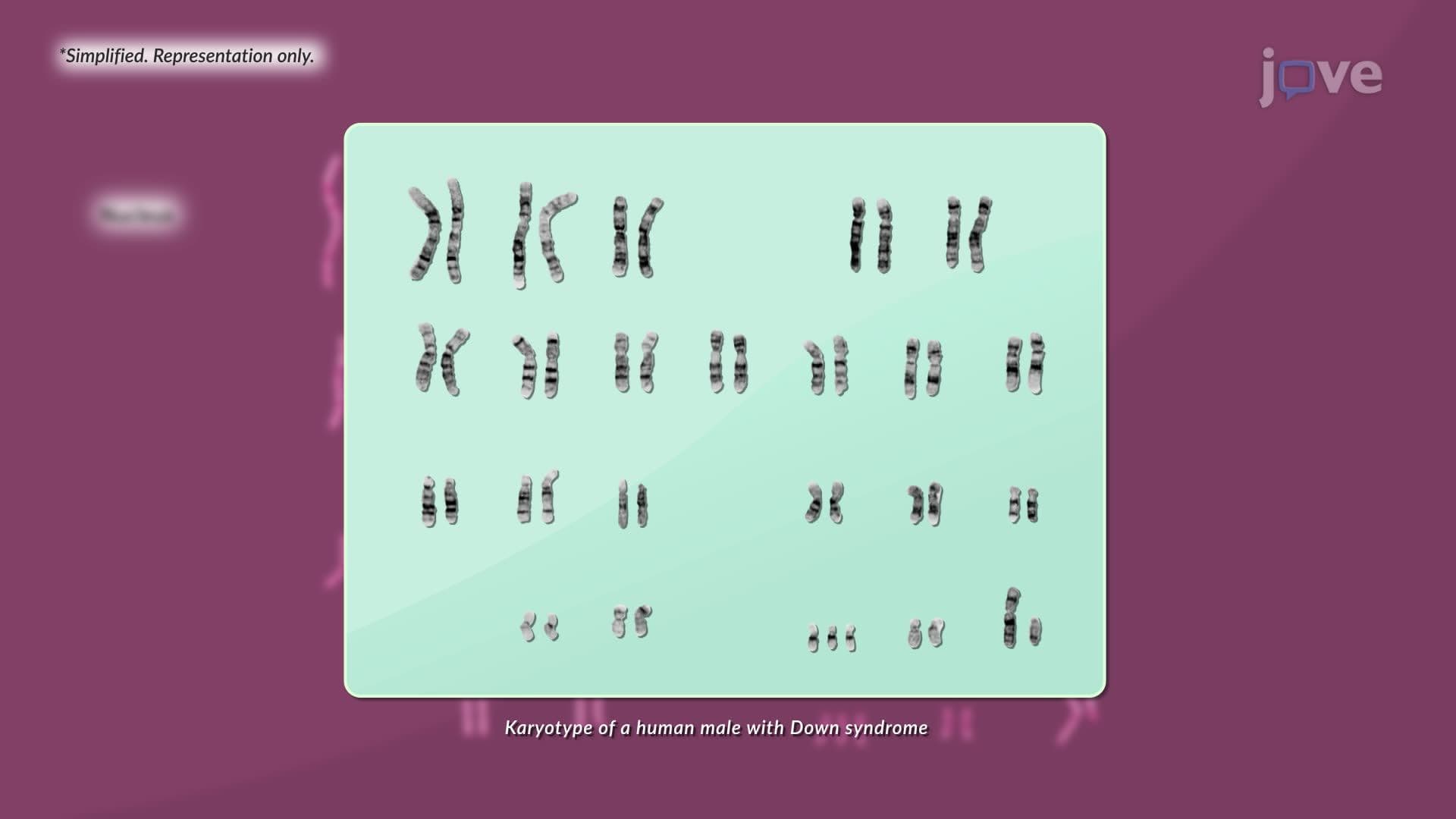Karyotyping