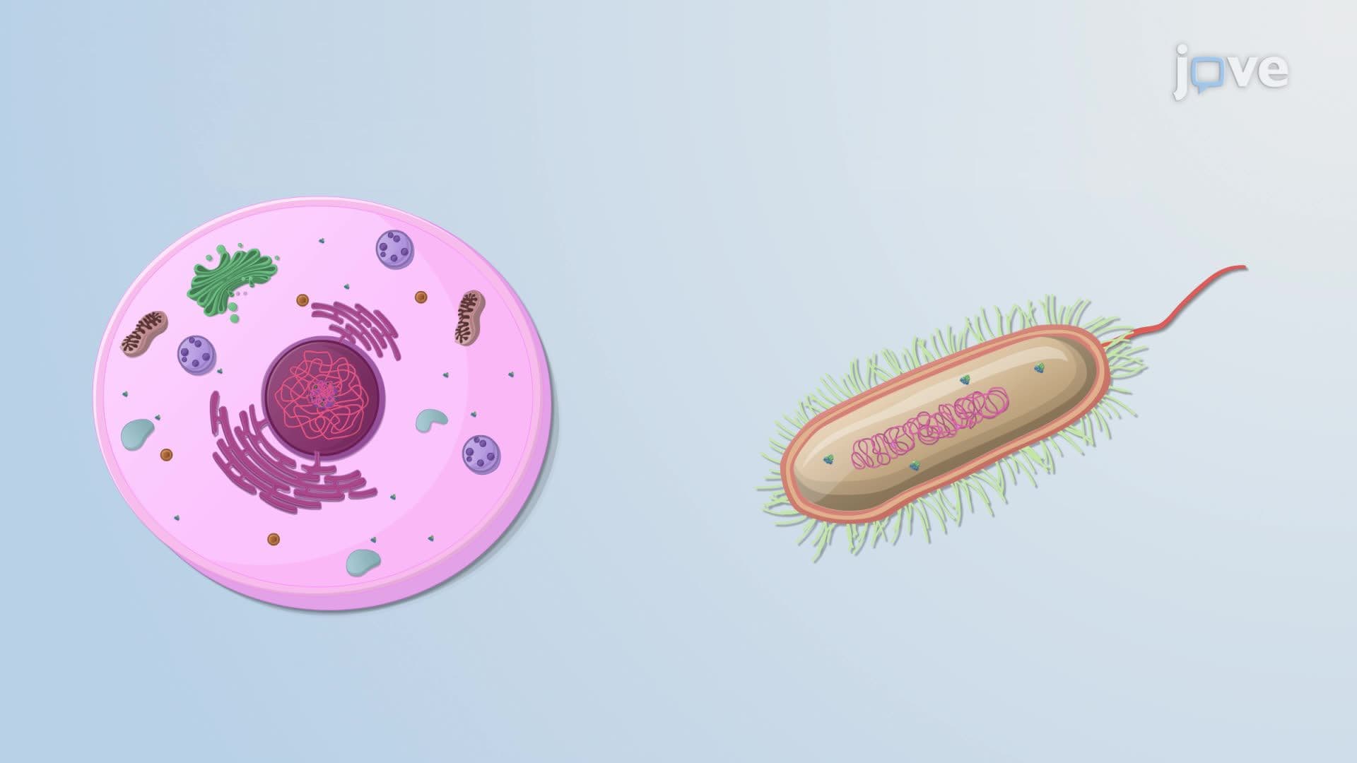 Cytoplasm