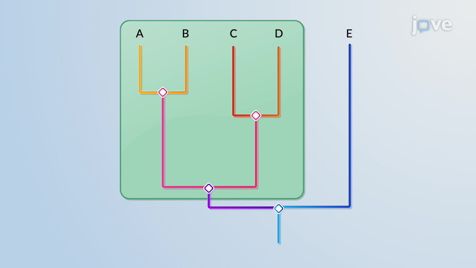 Phylogenetic Trees