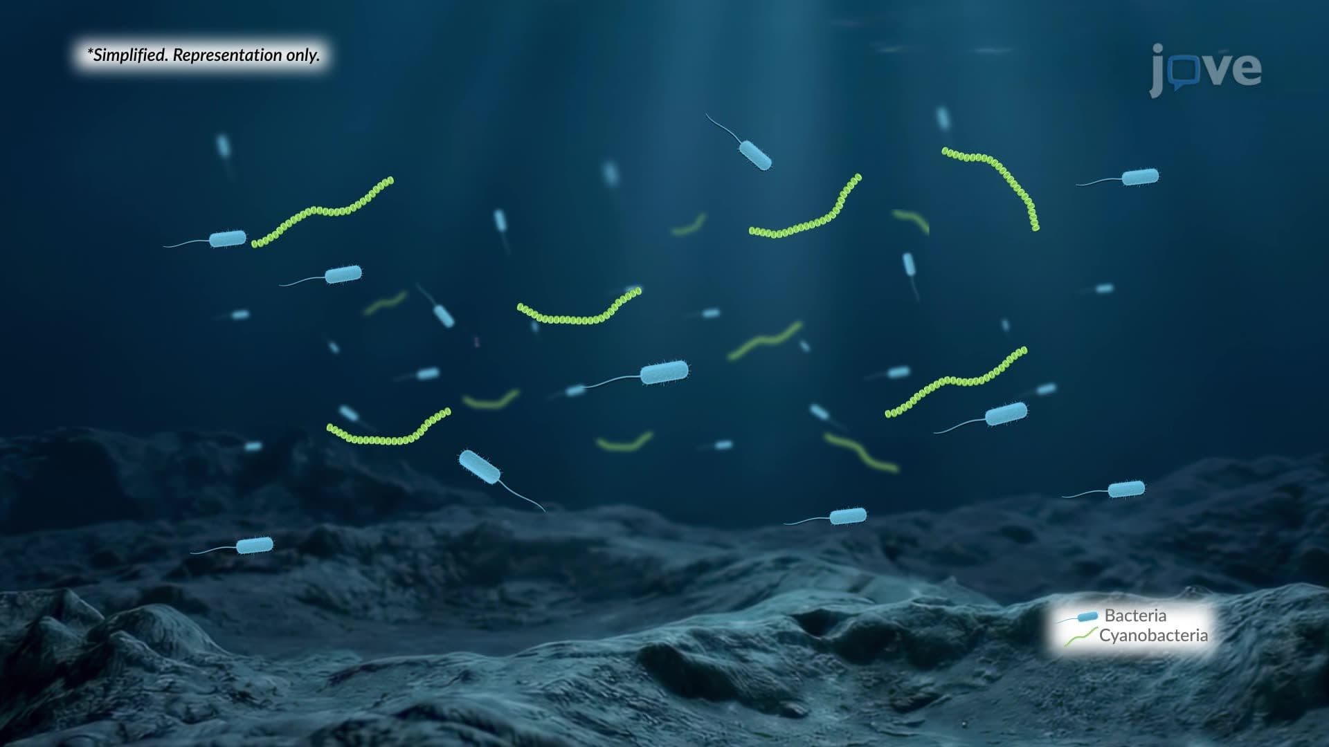 What is Evolutionary History?