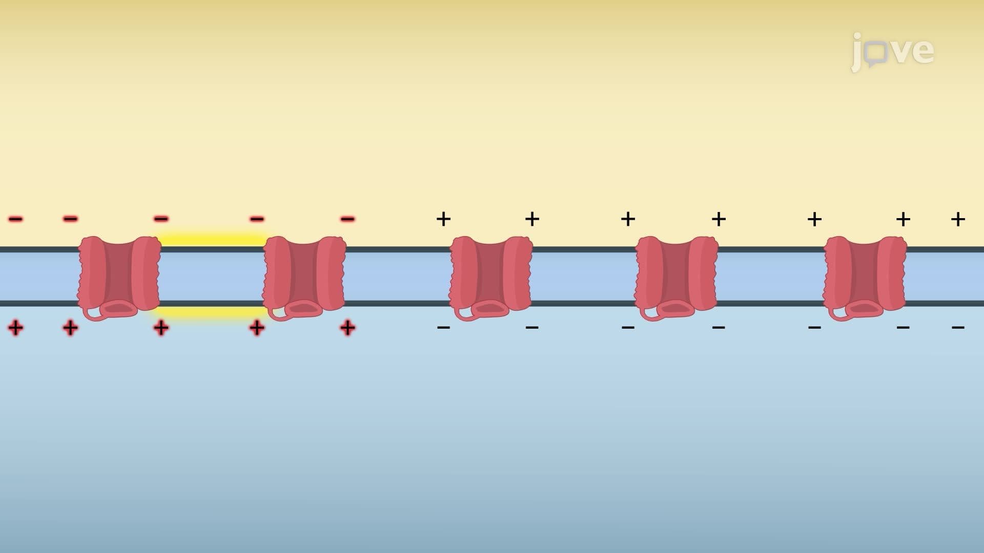 Propagation of Action Potentials