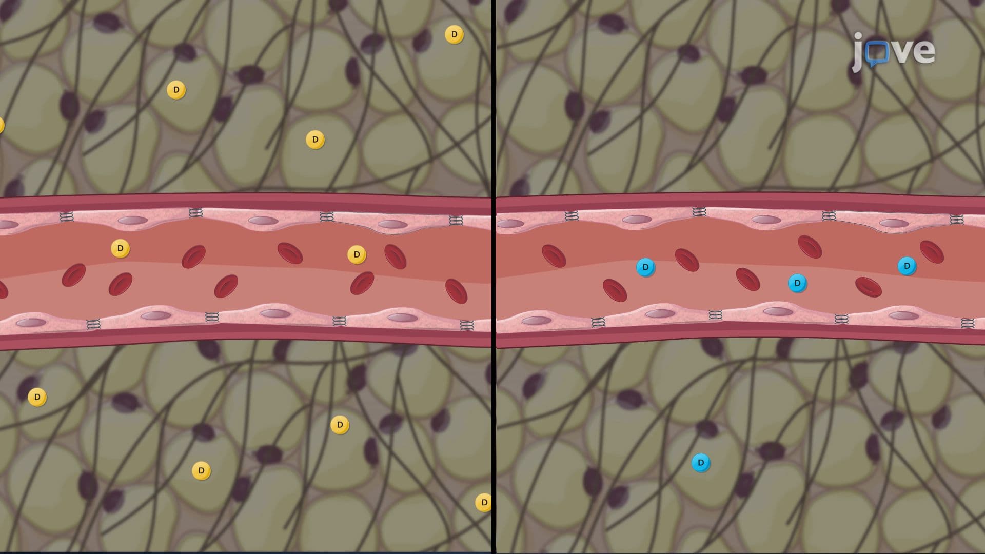 Pharmacokinetics in Obese Patients: Drug Absorption and Distribution
