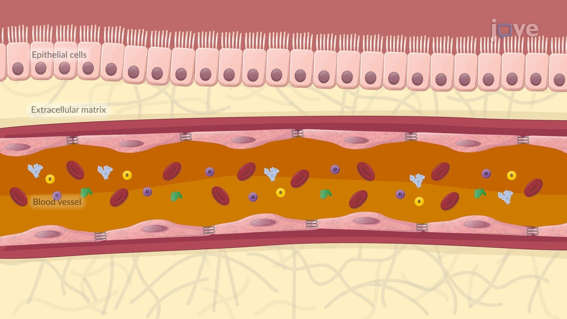 Pharmacokinetics in Pediatric Patients: Drug Distribution
