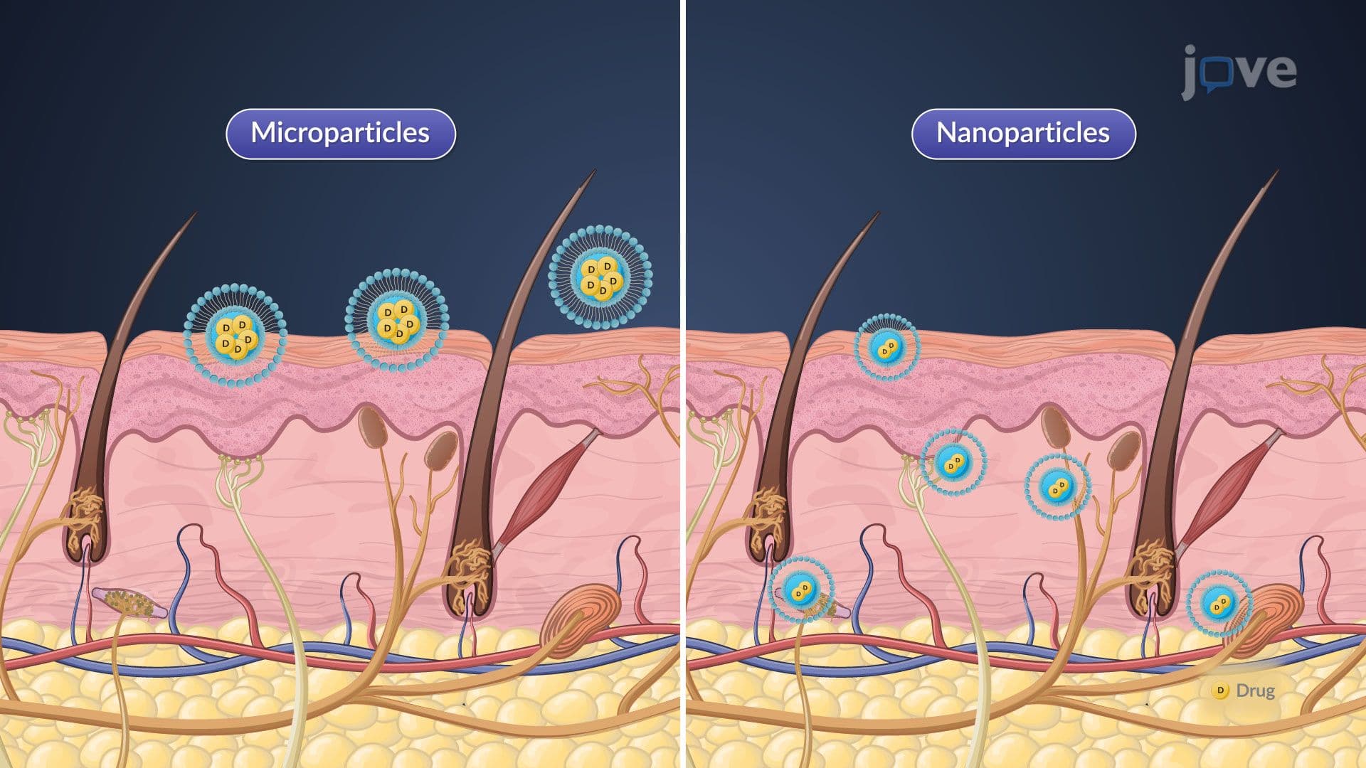 Site-Targeted Drug Delivery Systems: Polymeric Carriers
