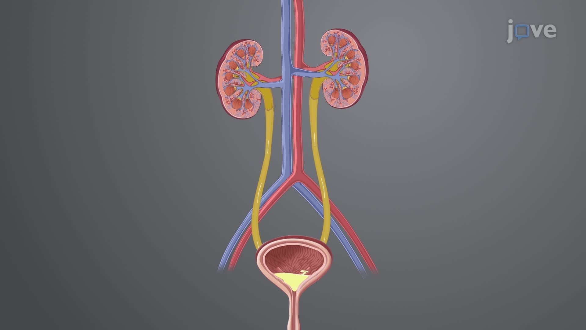 Anatomy of the Genitourinary System II: Bladder and Urethra