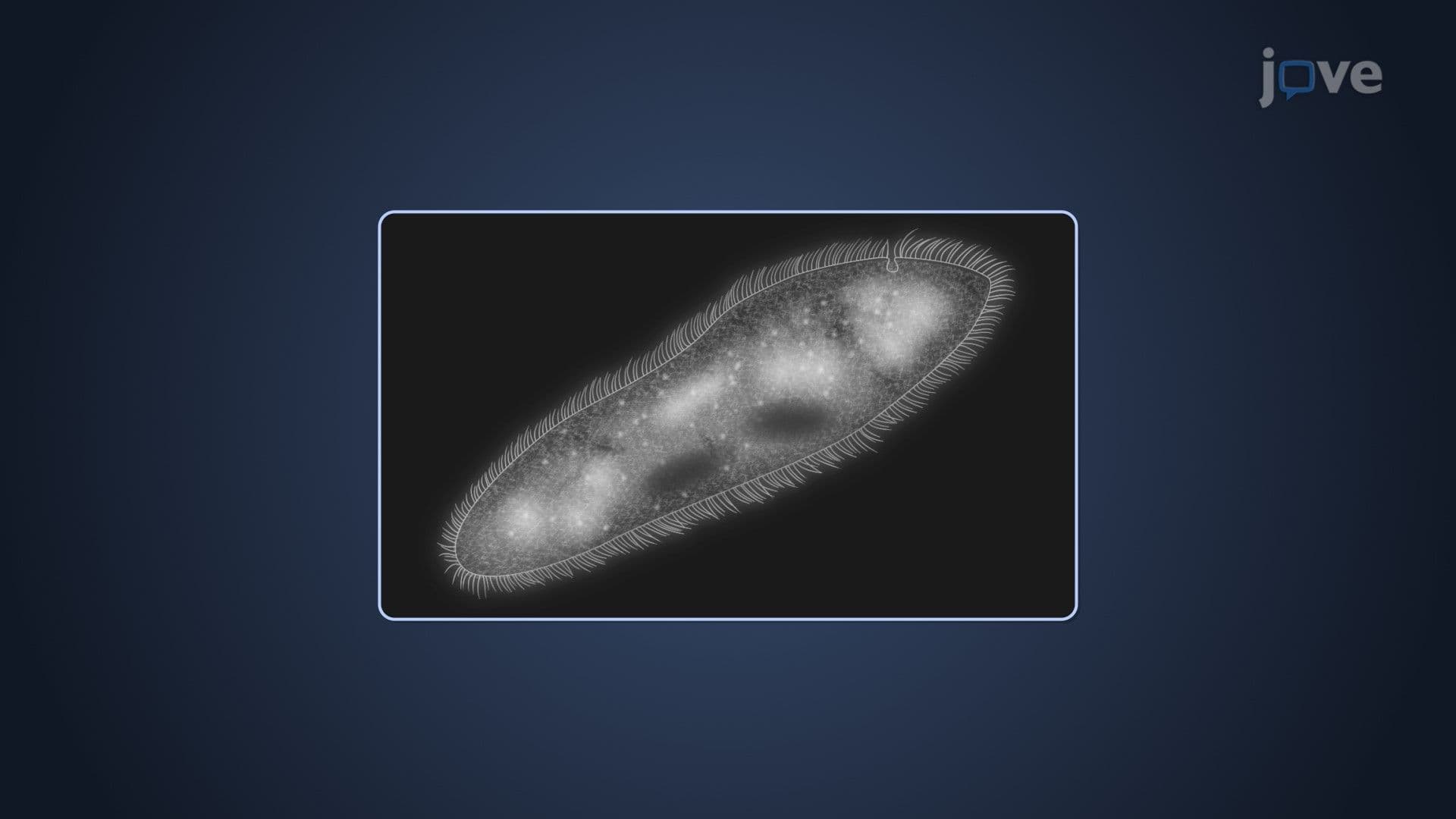 Two-Dimensional Microscopy in Microbiology
