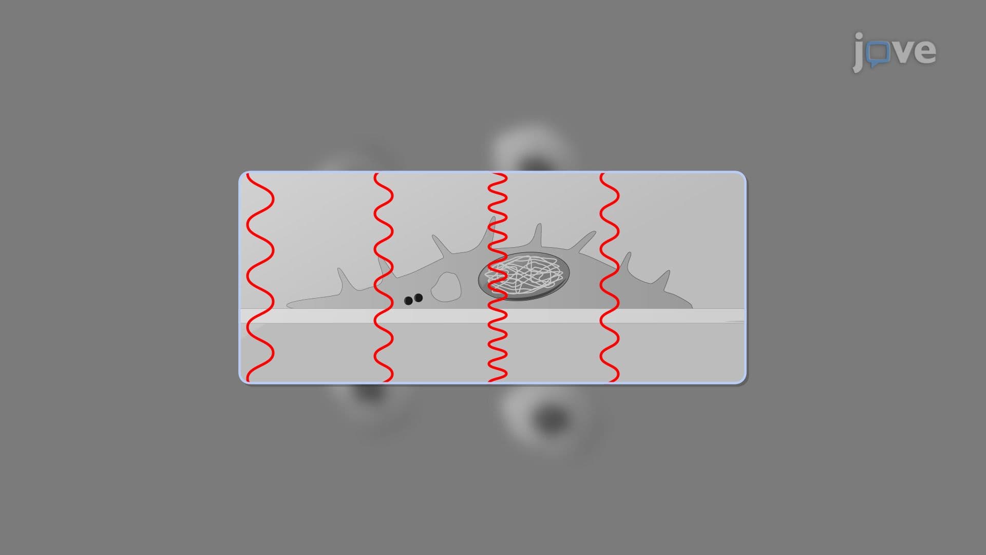 Three-Dimensional Microscopy in Microbiology