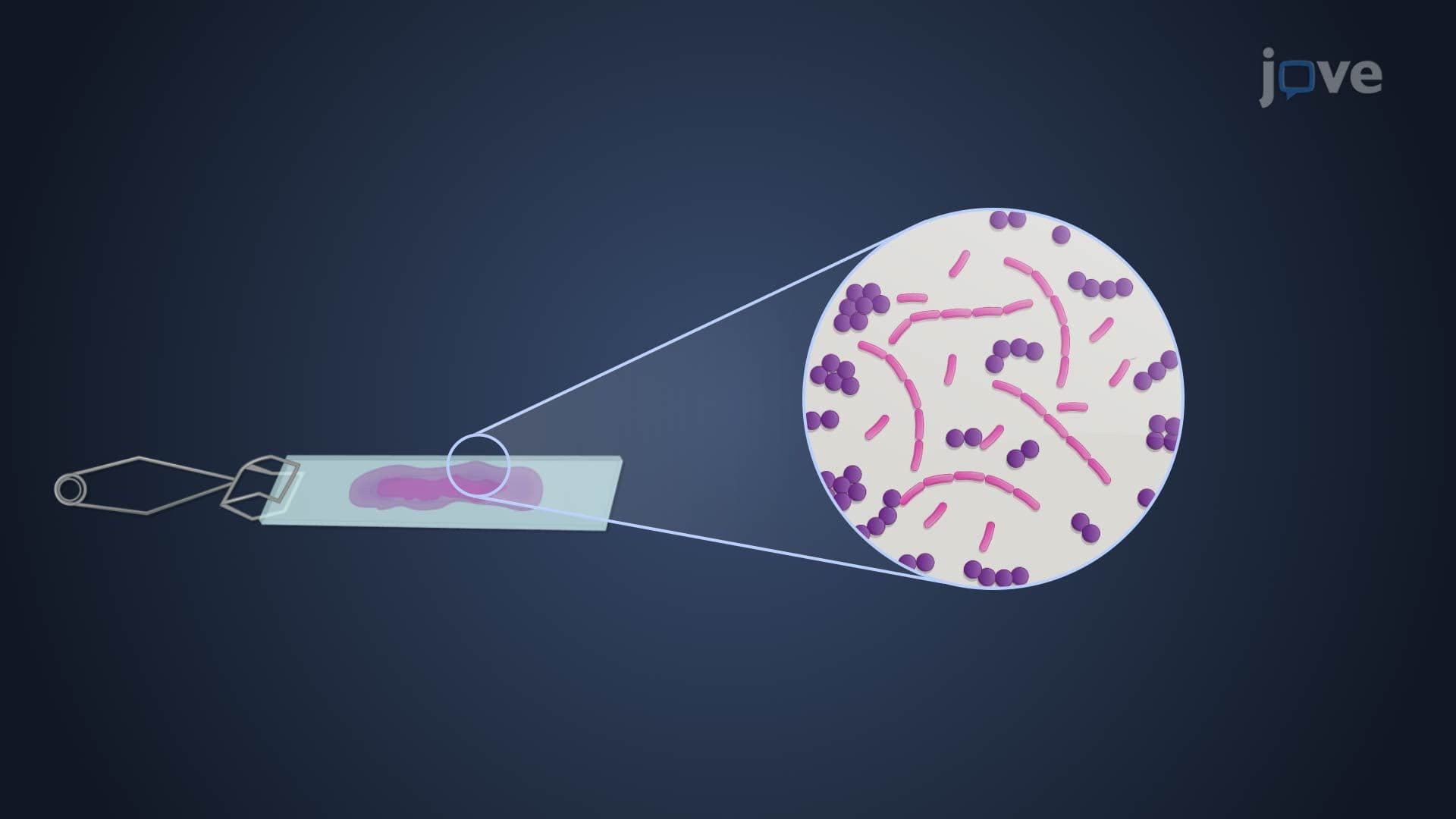 Differential Staining Technique
