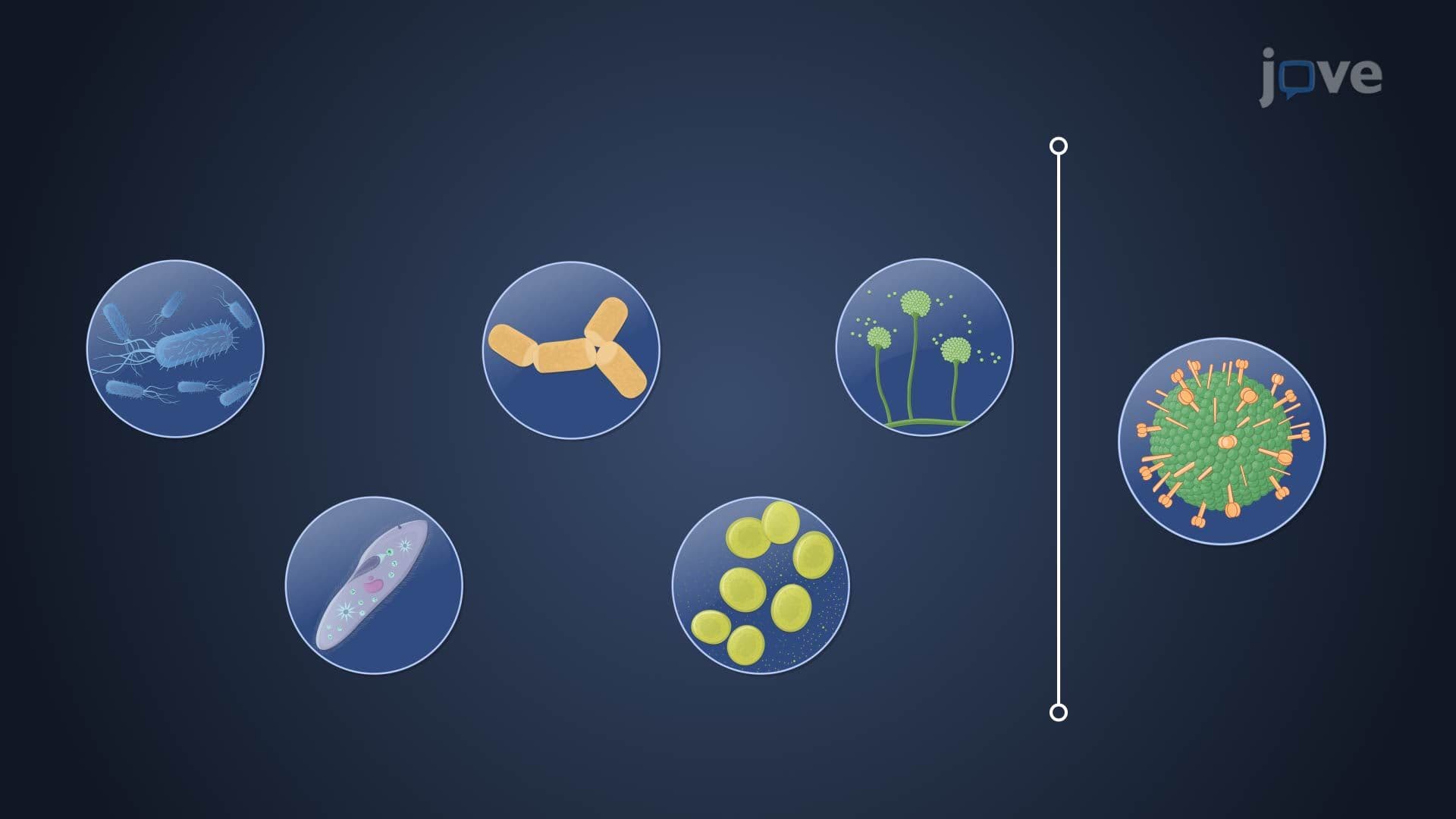 Types of Microorganisms