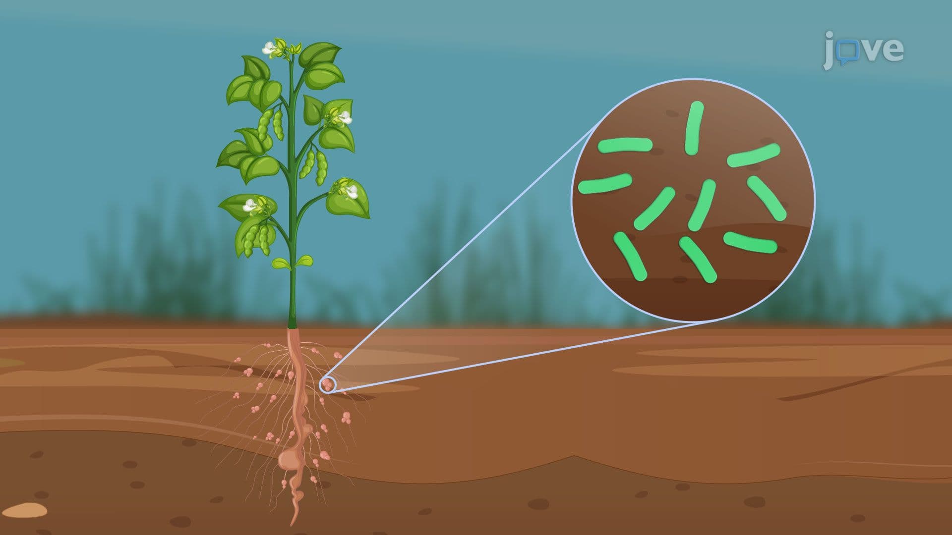 Environmental Applications of Microorganisms