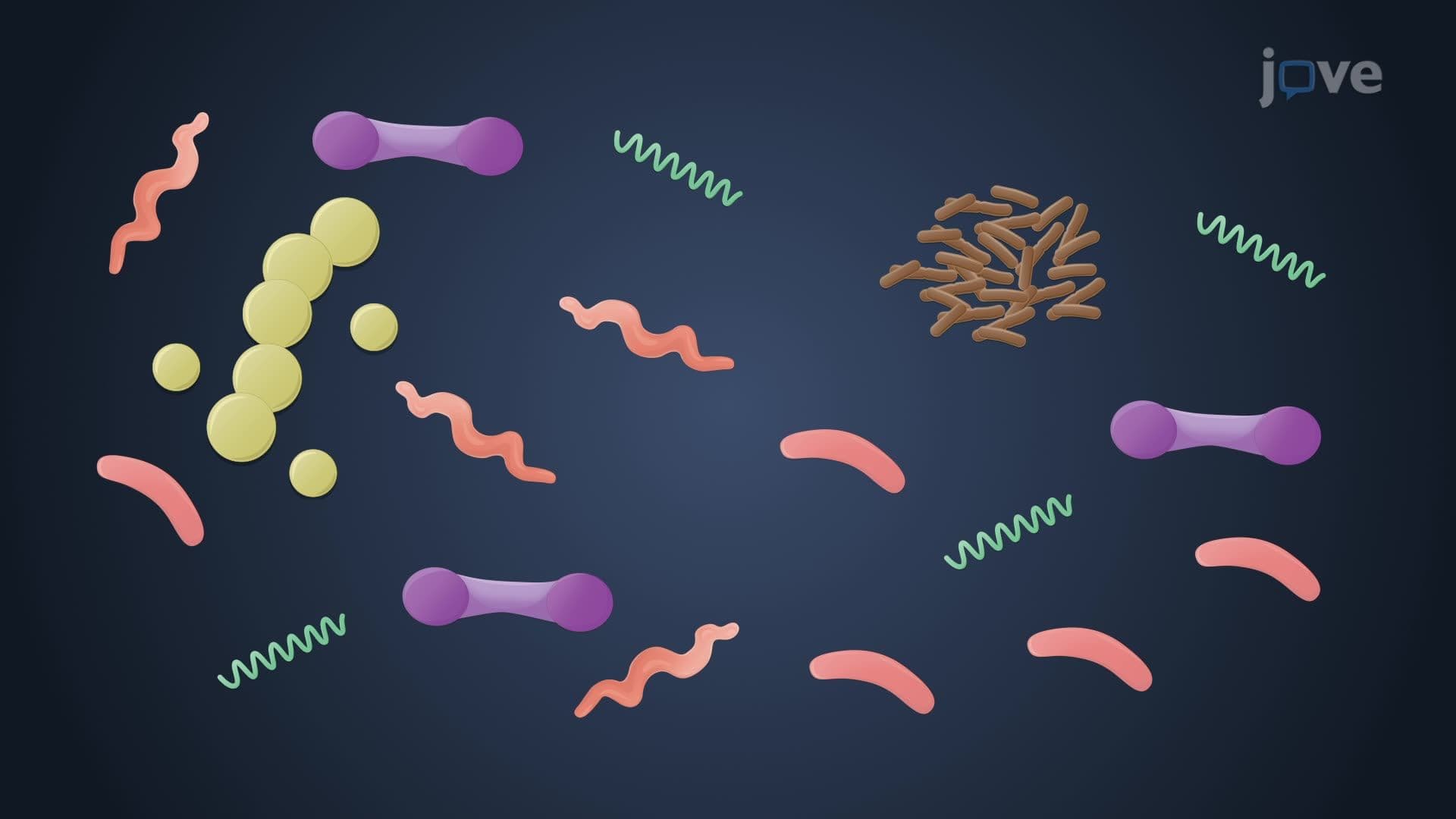 Microbial Morphologies
