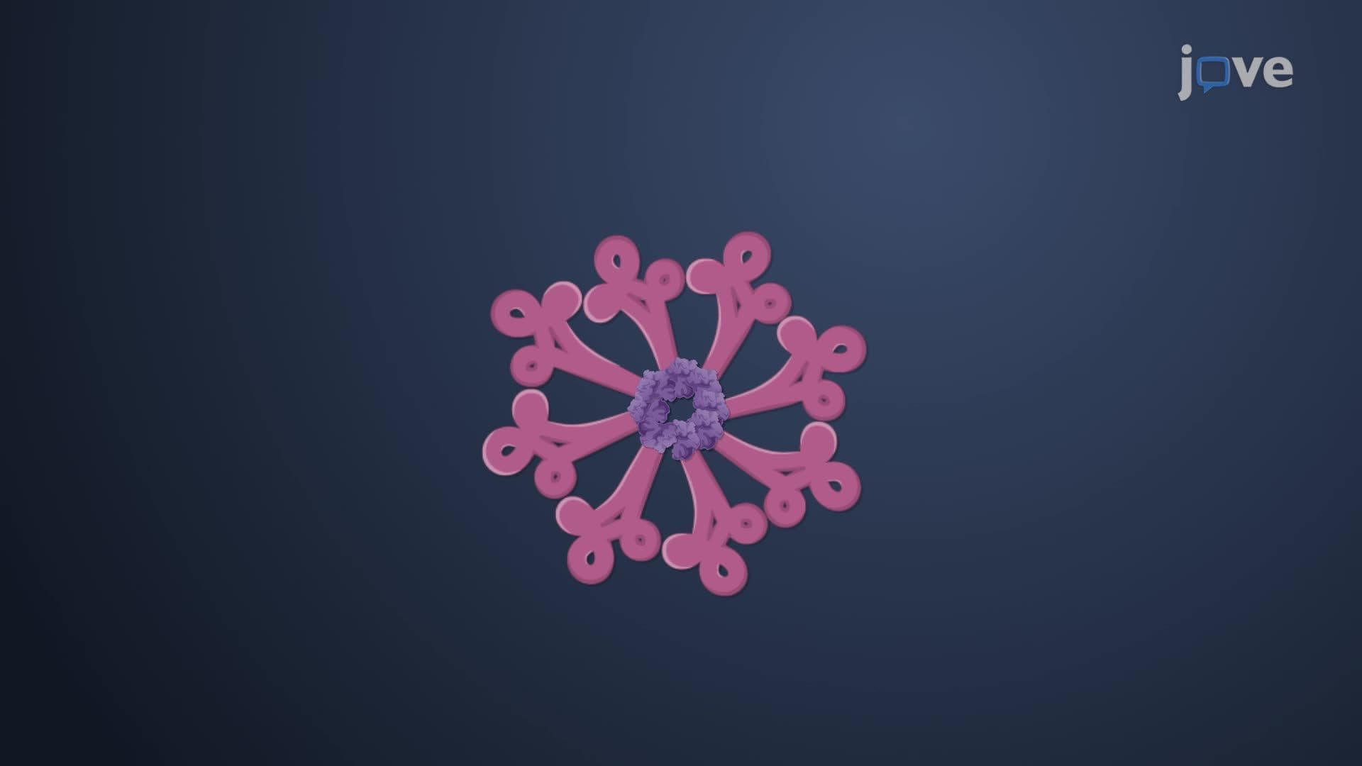 Nucleoid