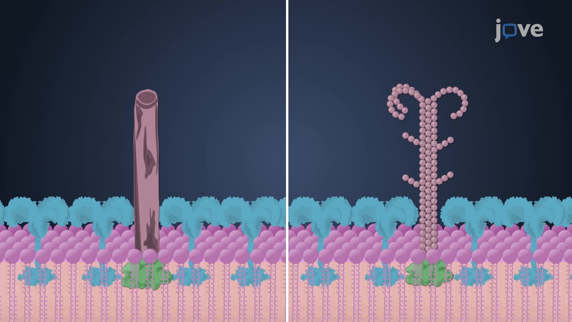 Surface Appendages of Archaea