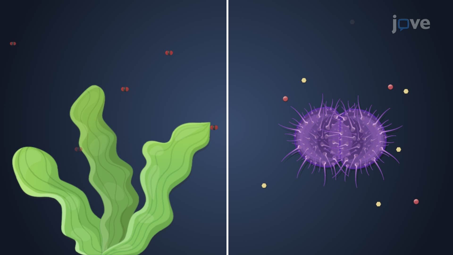 Microbial Nutrition