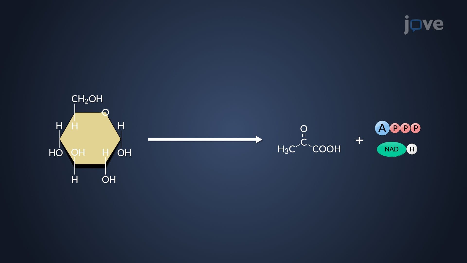 Carbohydrate Catabolism