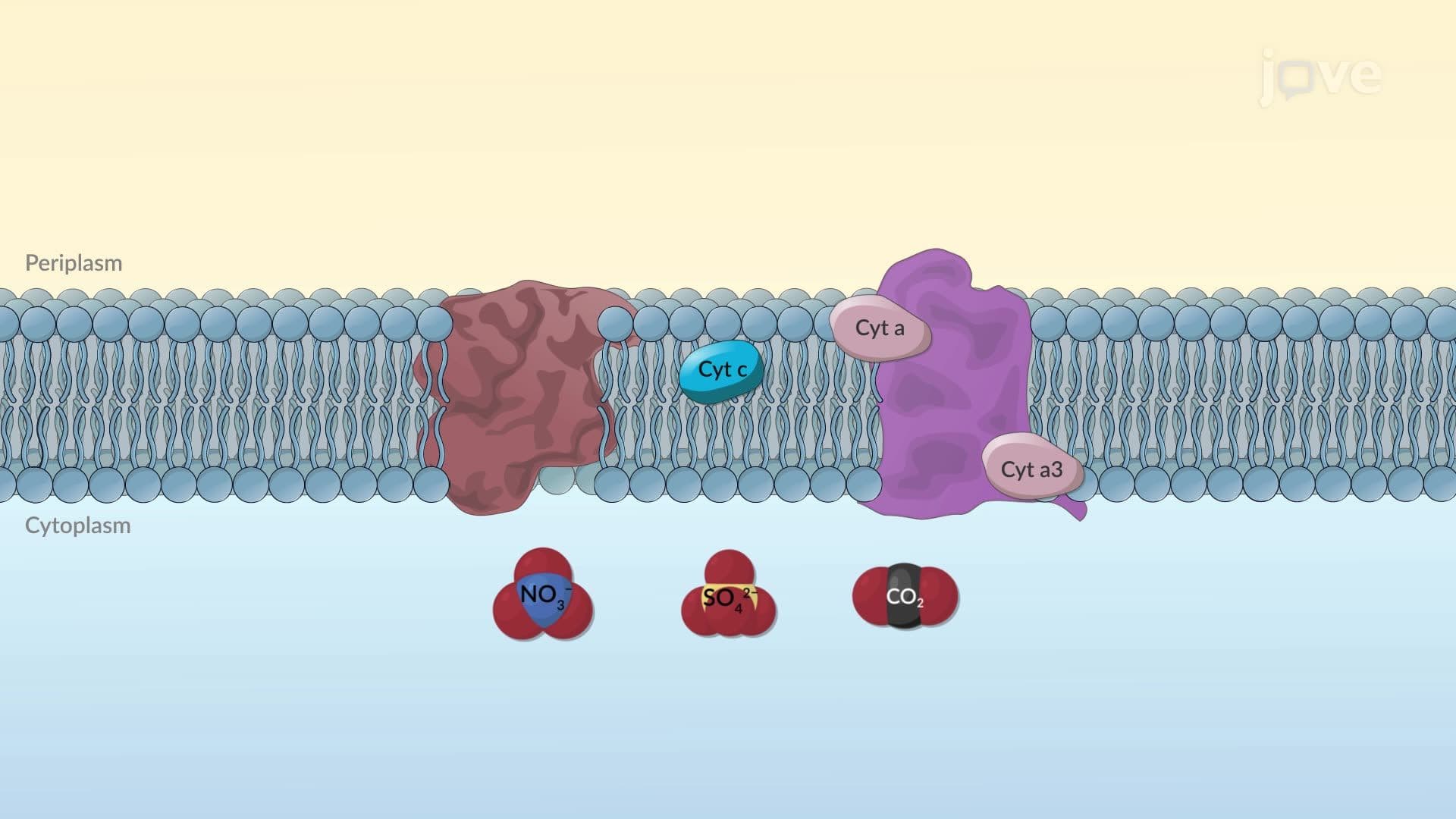 Metabolism of Chemolithotrophs