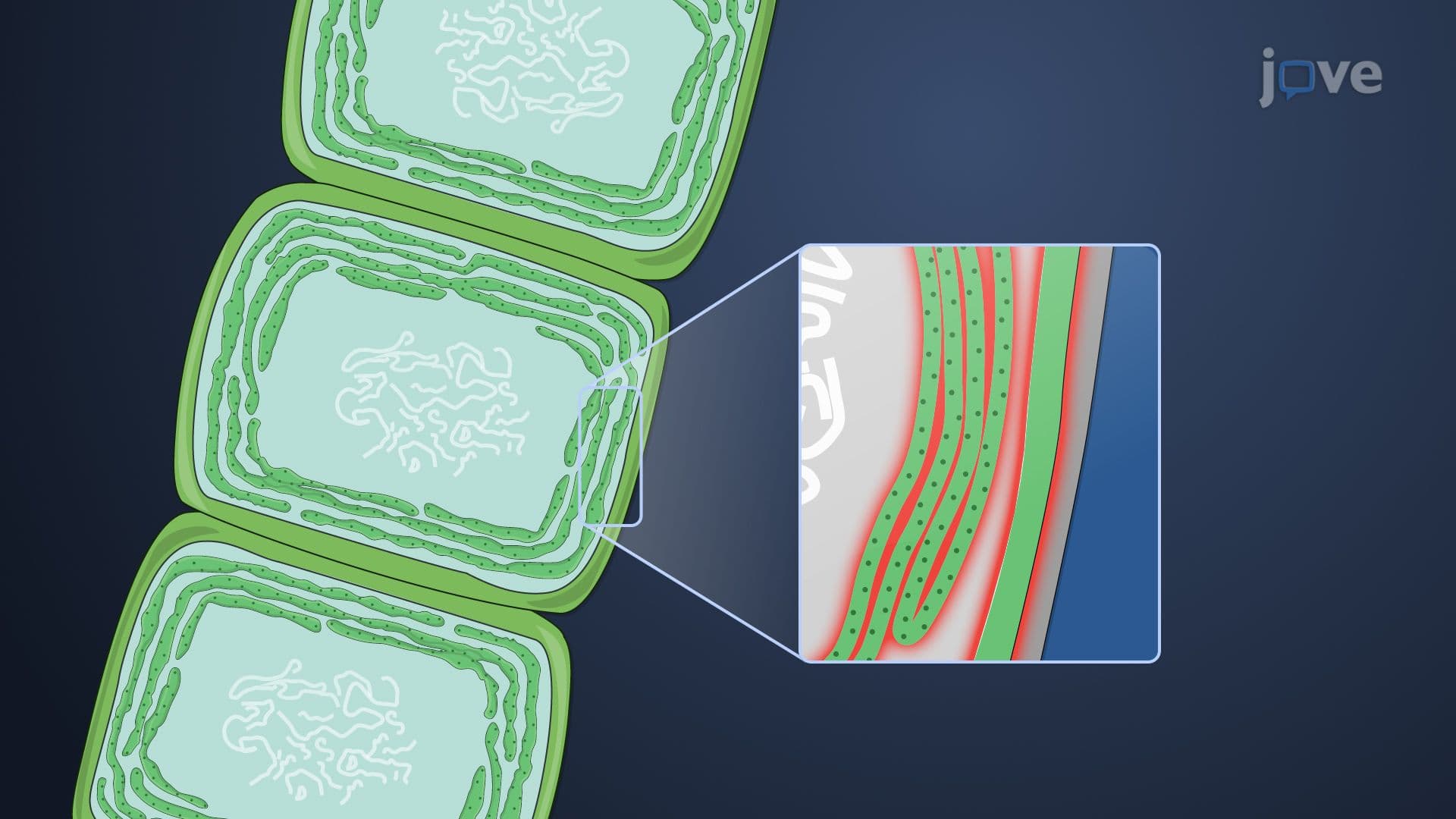 Oxygenic Photosynthesis