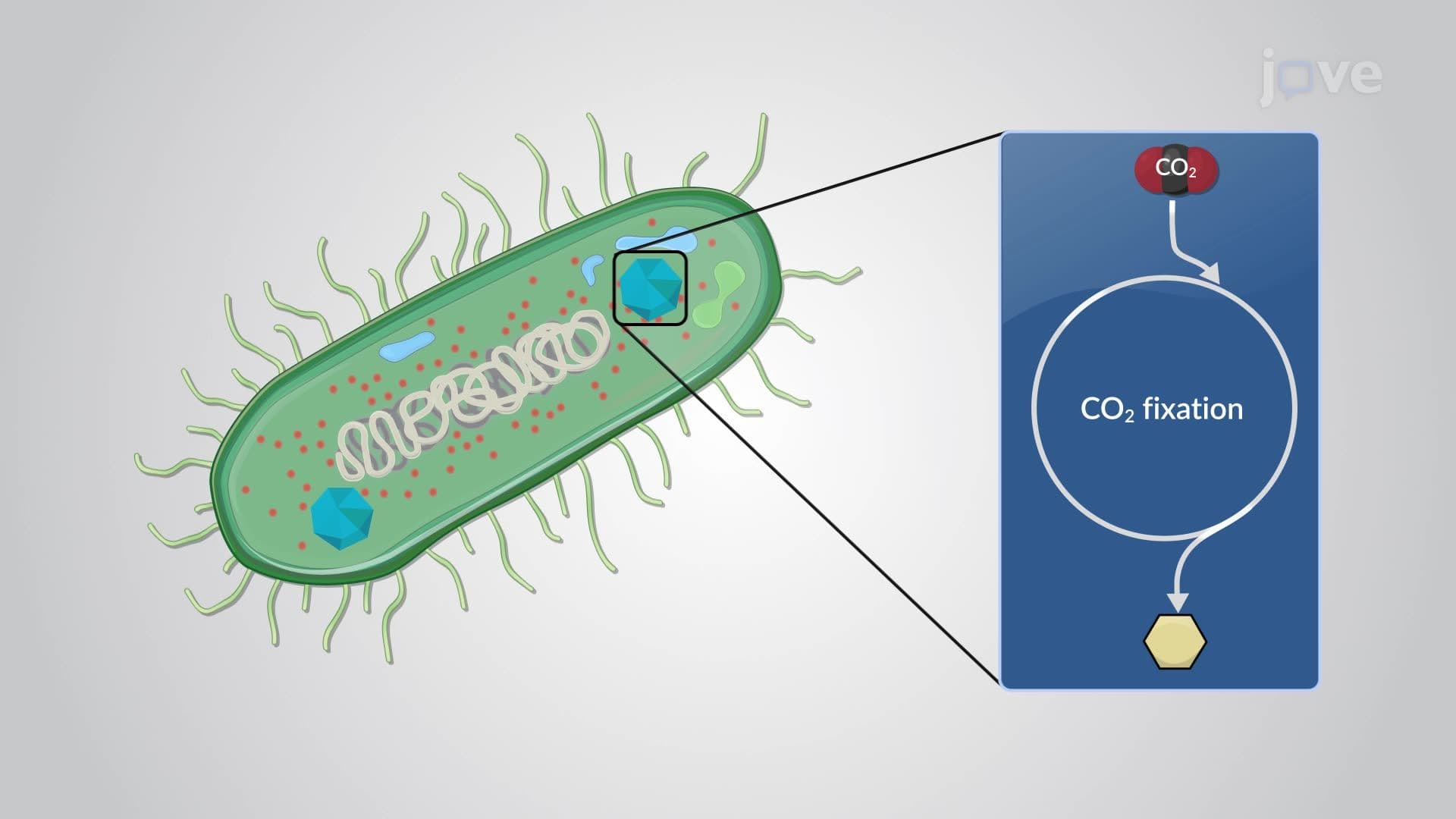 Biosynthesis in Bacteria