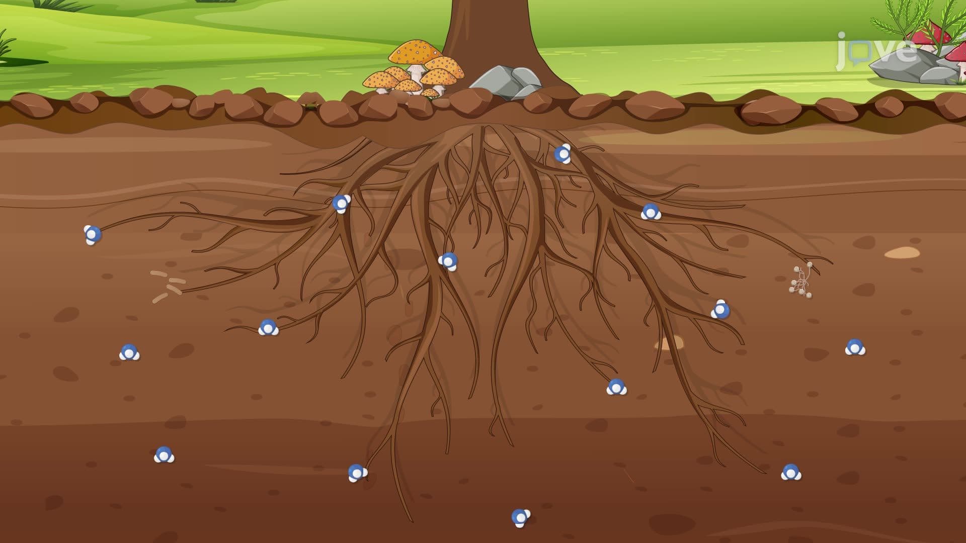 Inorganic Nitrogen Assimilation