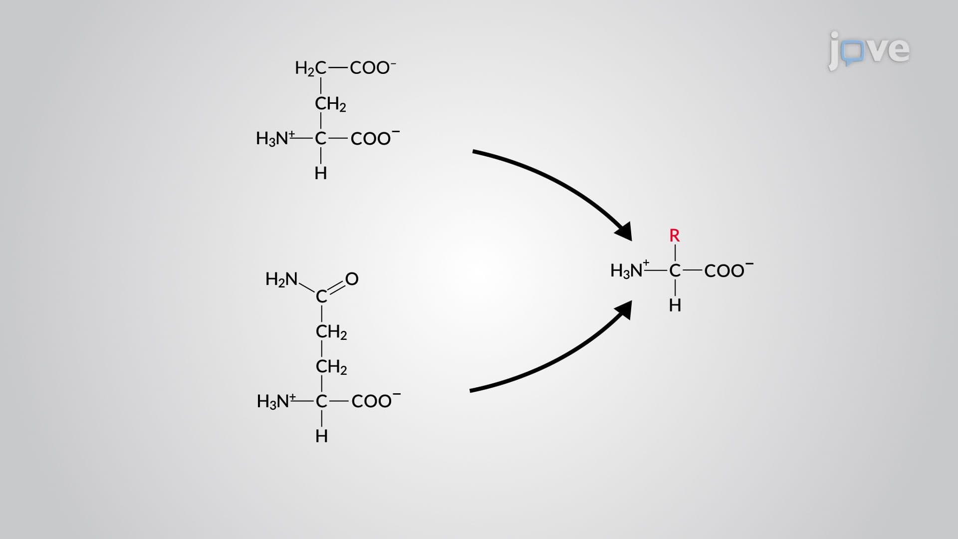 Amino Acid Biosynthetic Pathways