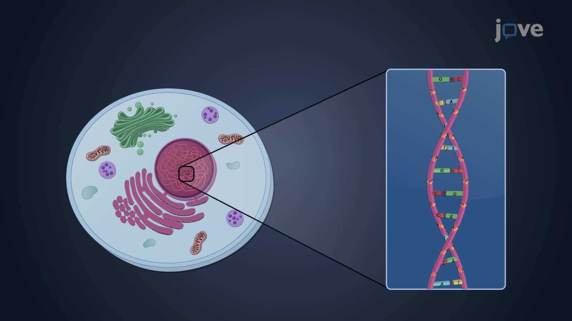 Biosynthesis of Nucleic Acids