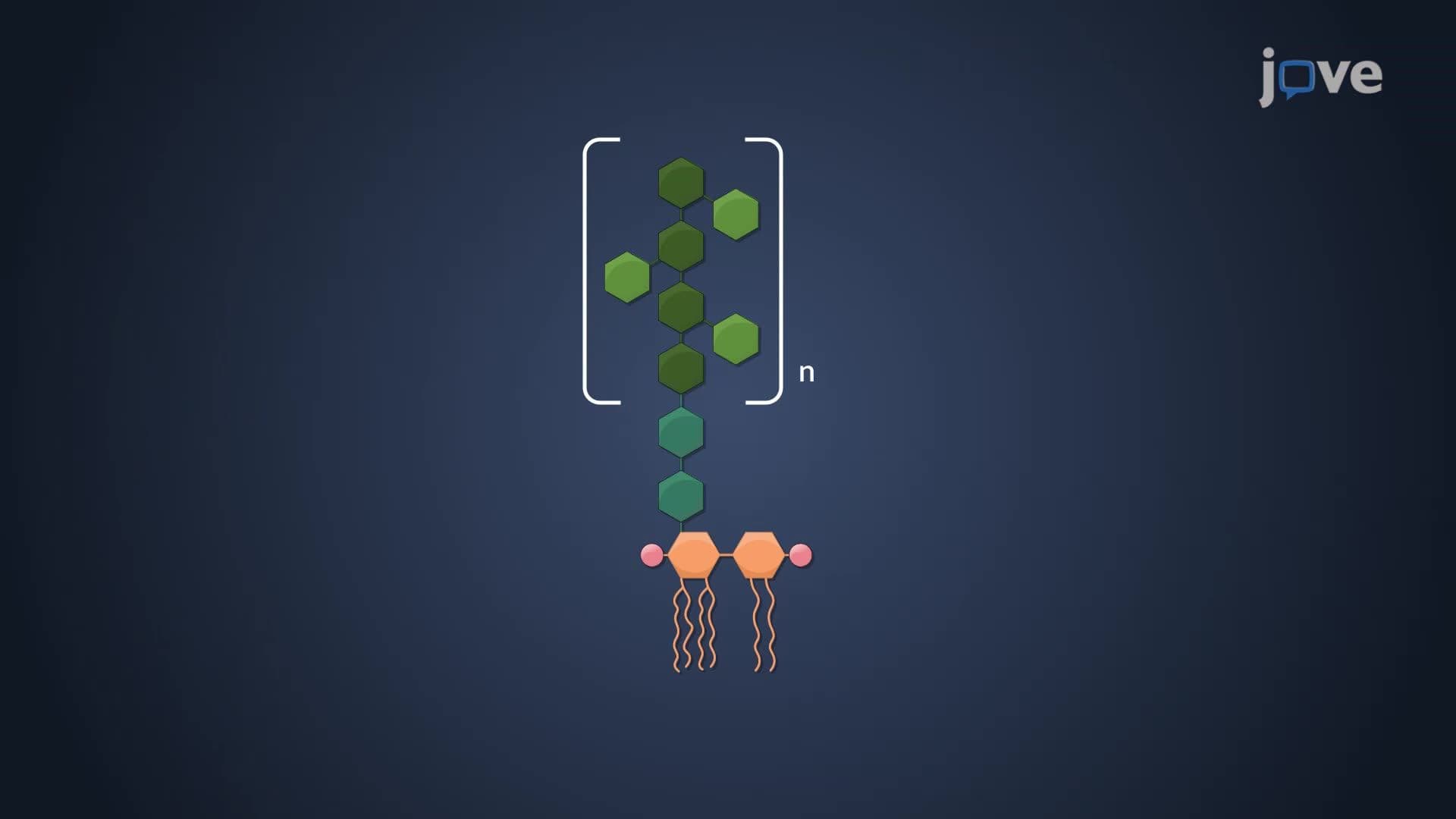 Formation of Lipopolysaccharides