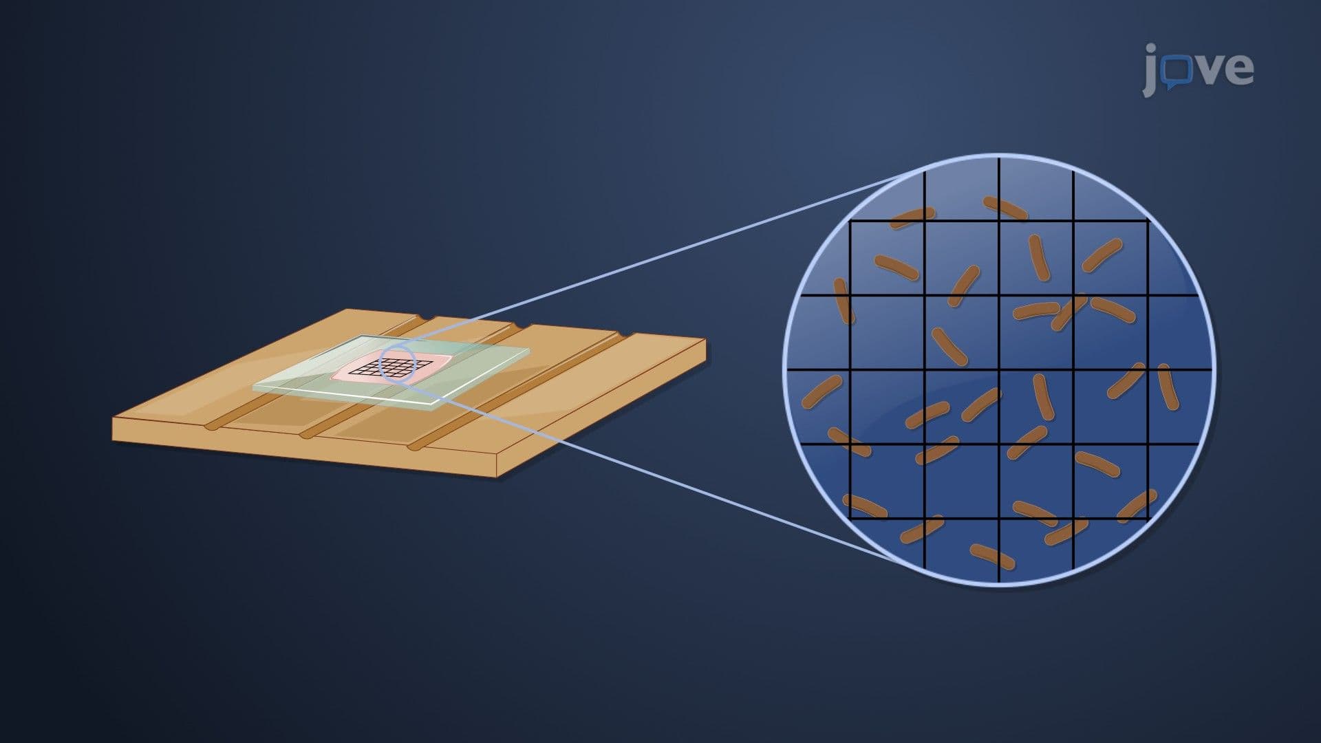 Microbial Growth Measurement: Direct Methods