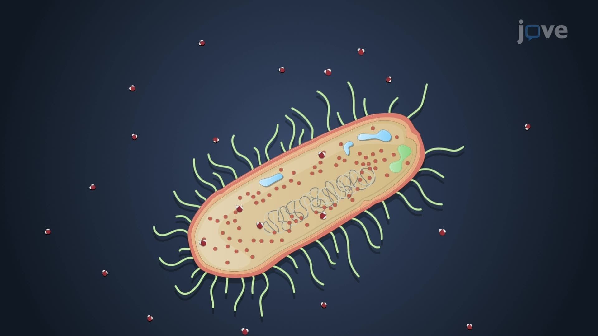 Factors Influencing Microbial Growth: Osmolarity
