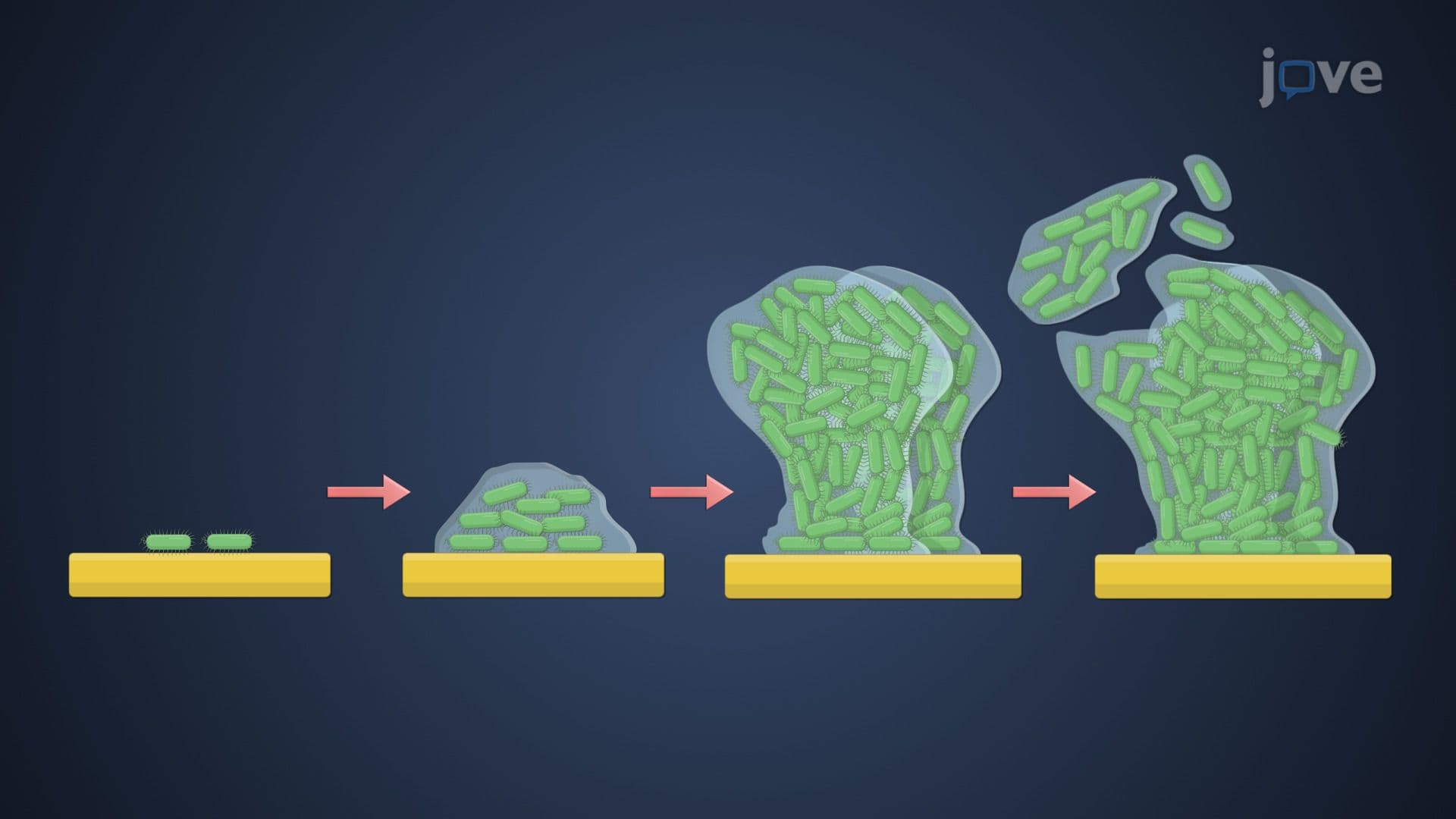 Biofilms