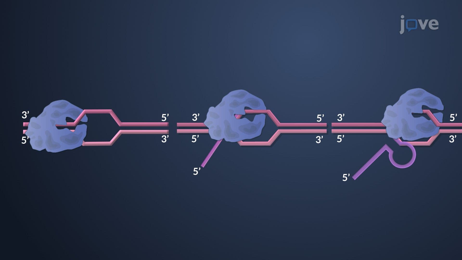 Transcription in Prokaryotes