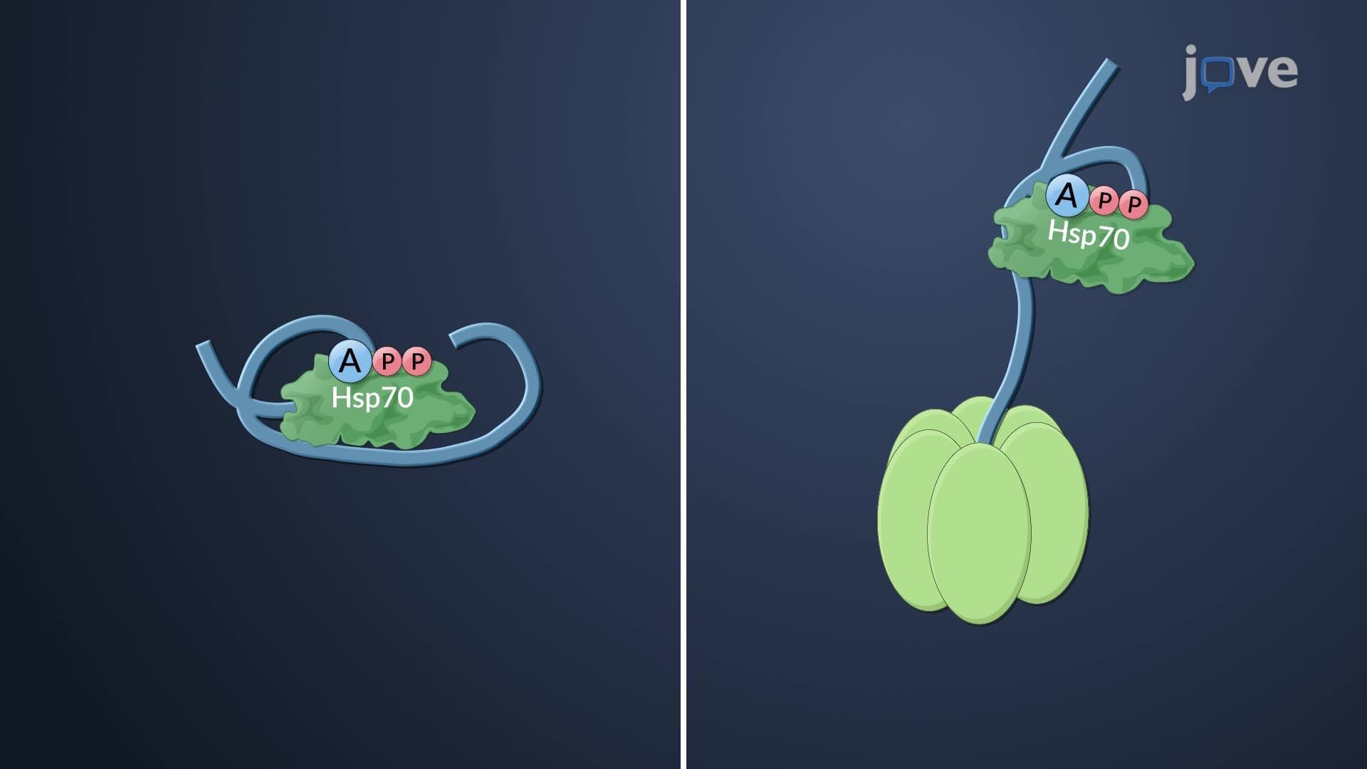 Bacterial Protein Maturation