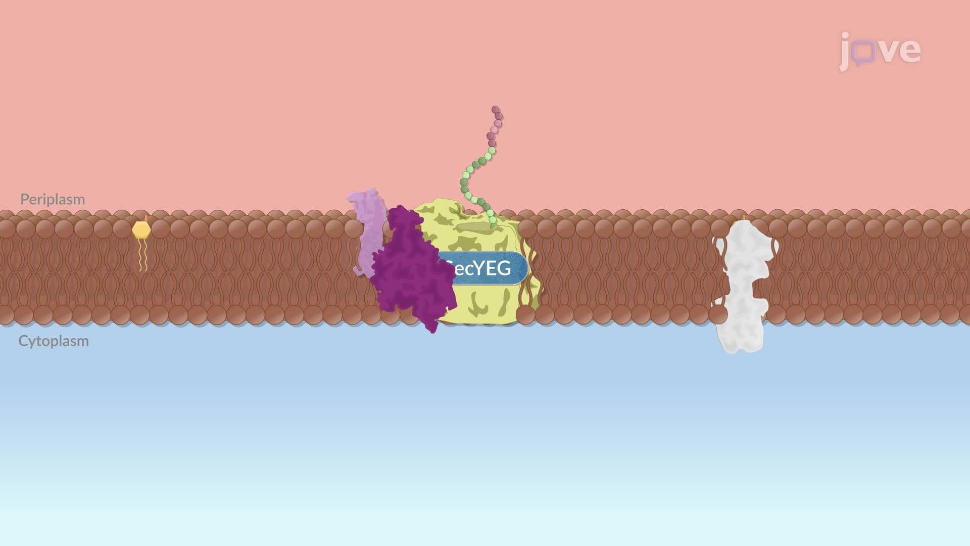 Bacterial Translocation and Protein Secretion
