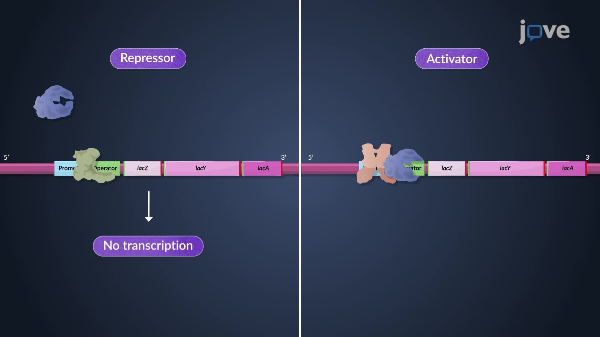 Constitutive and Regulated Gene Expression
