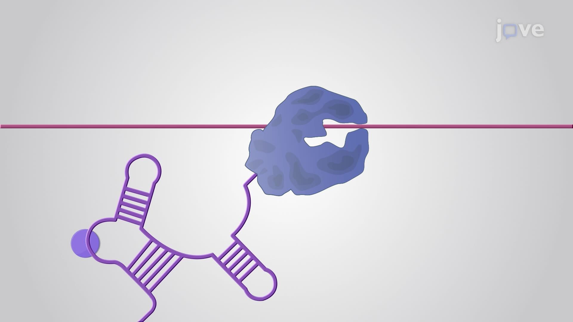 Transcriptional Regulation: Riboswitches