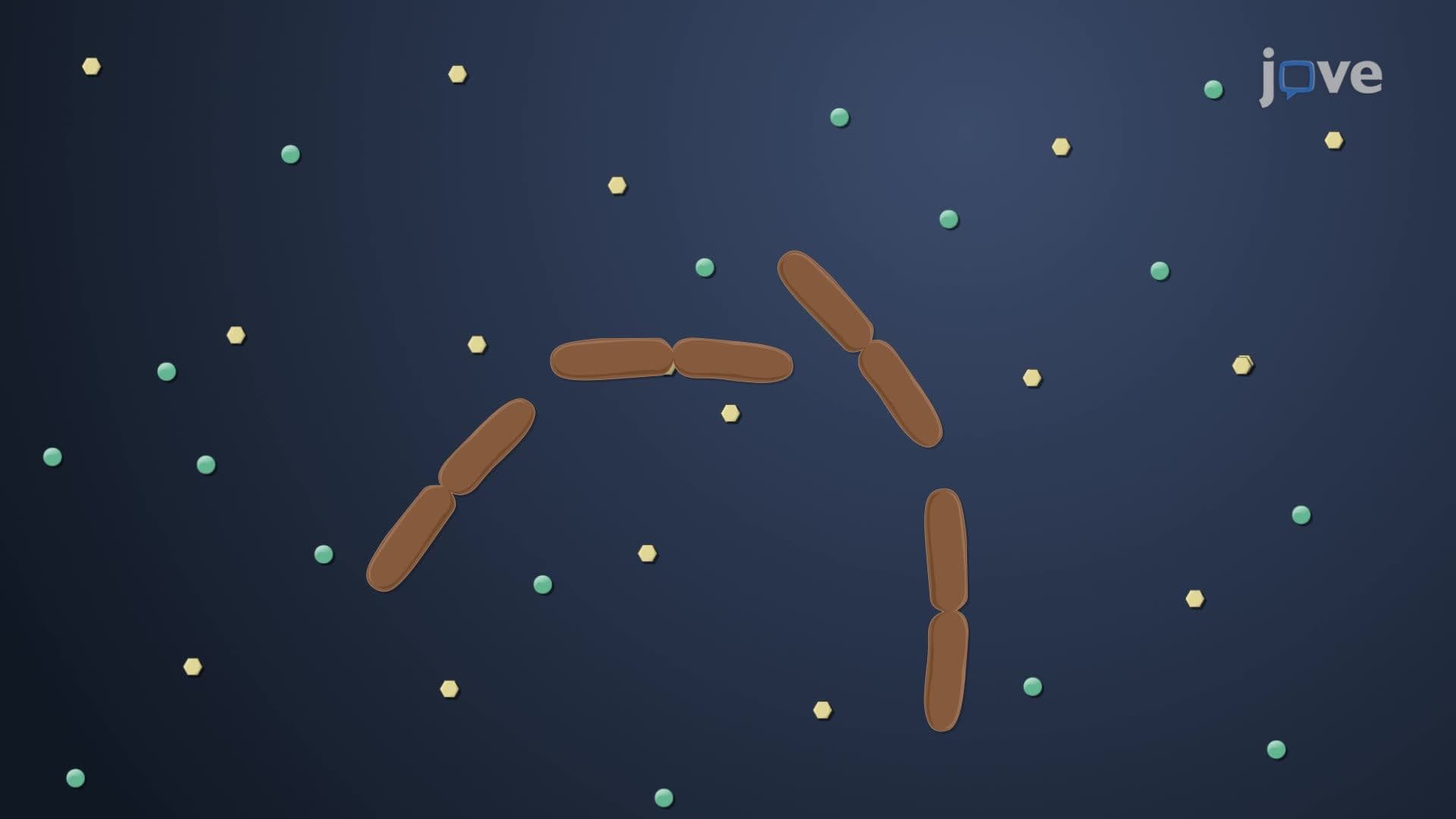 Stringent Response in E. coli