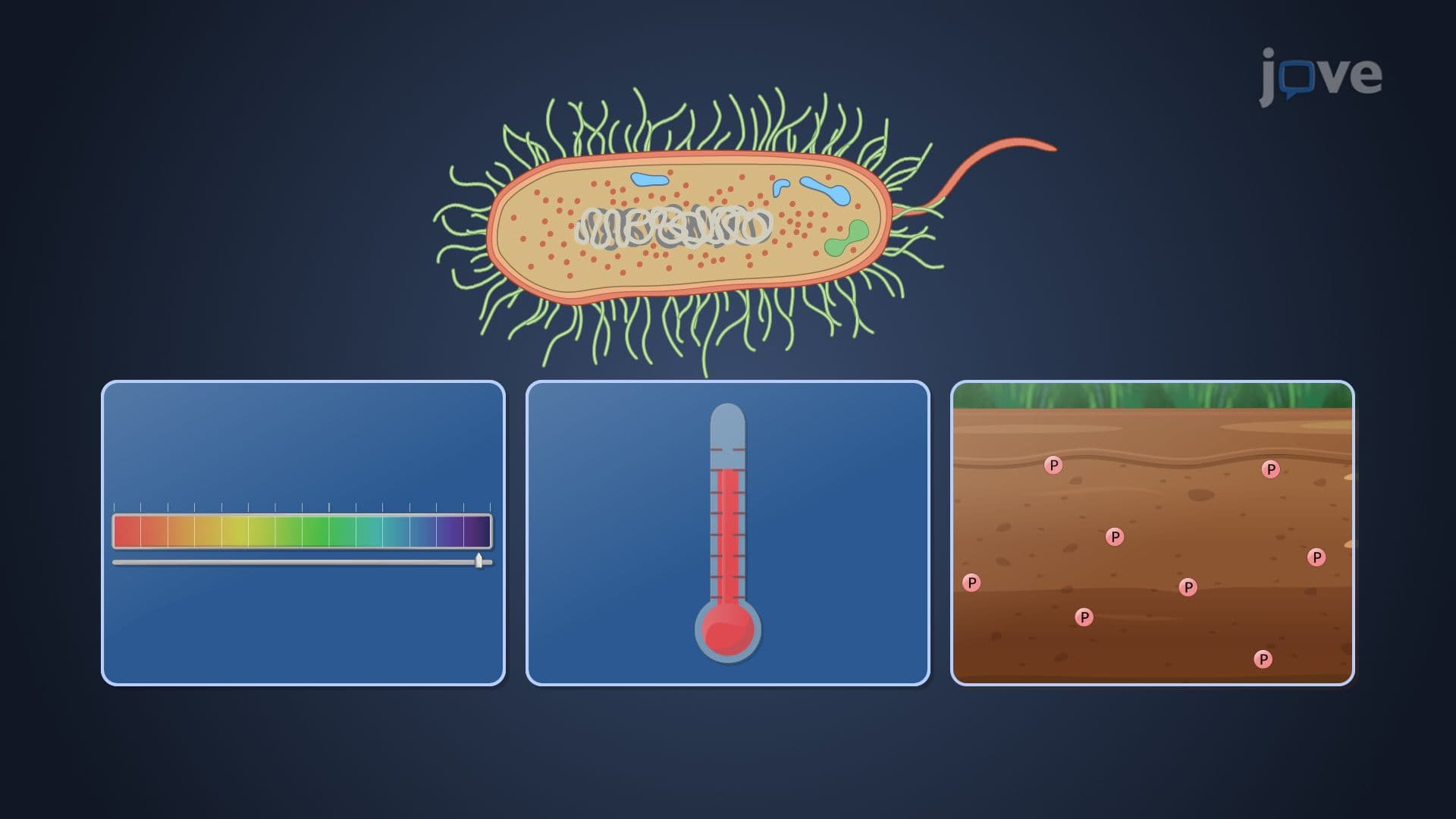 Other Stress Responses in Bacteria