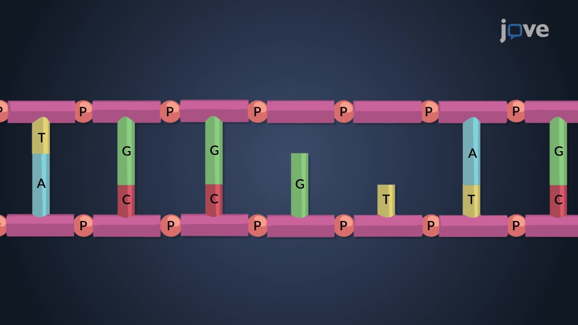Spontaneous and Induced Mutations