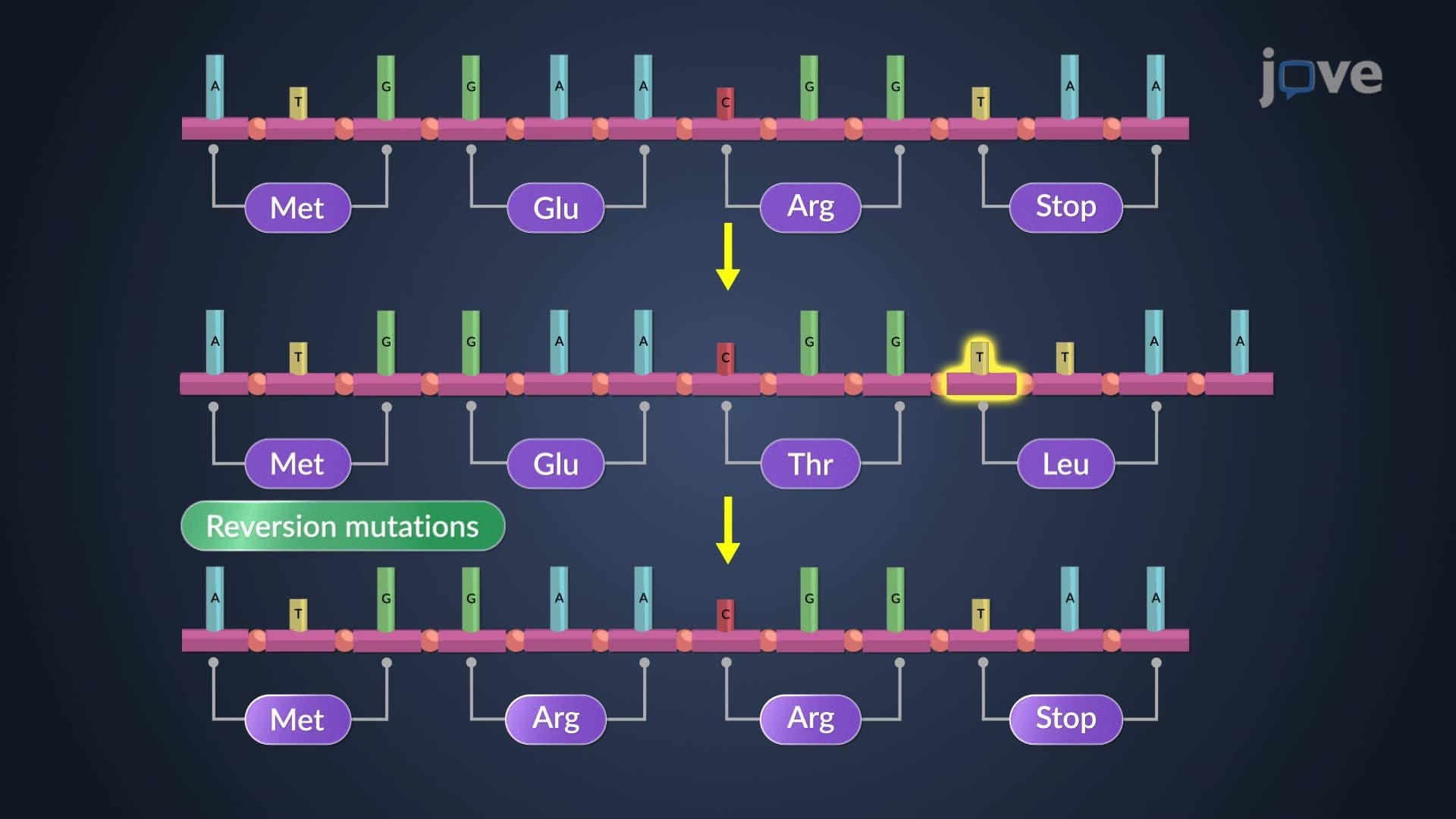 Point and Frameshift Mutations