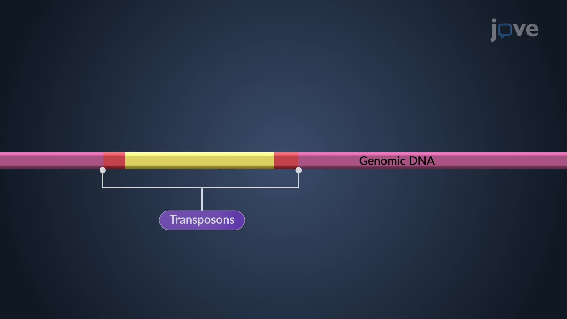 Transposons
