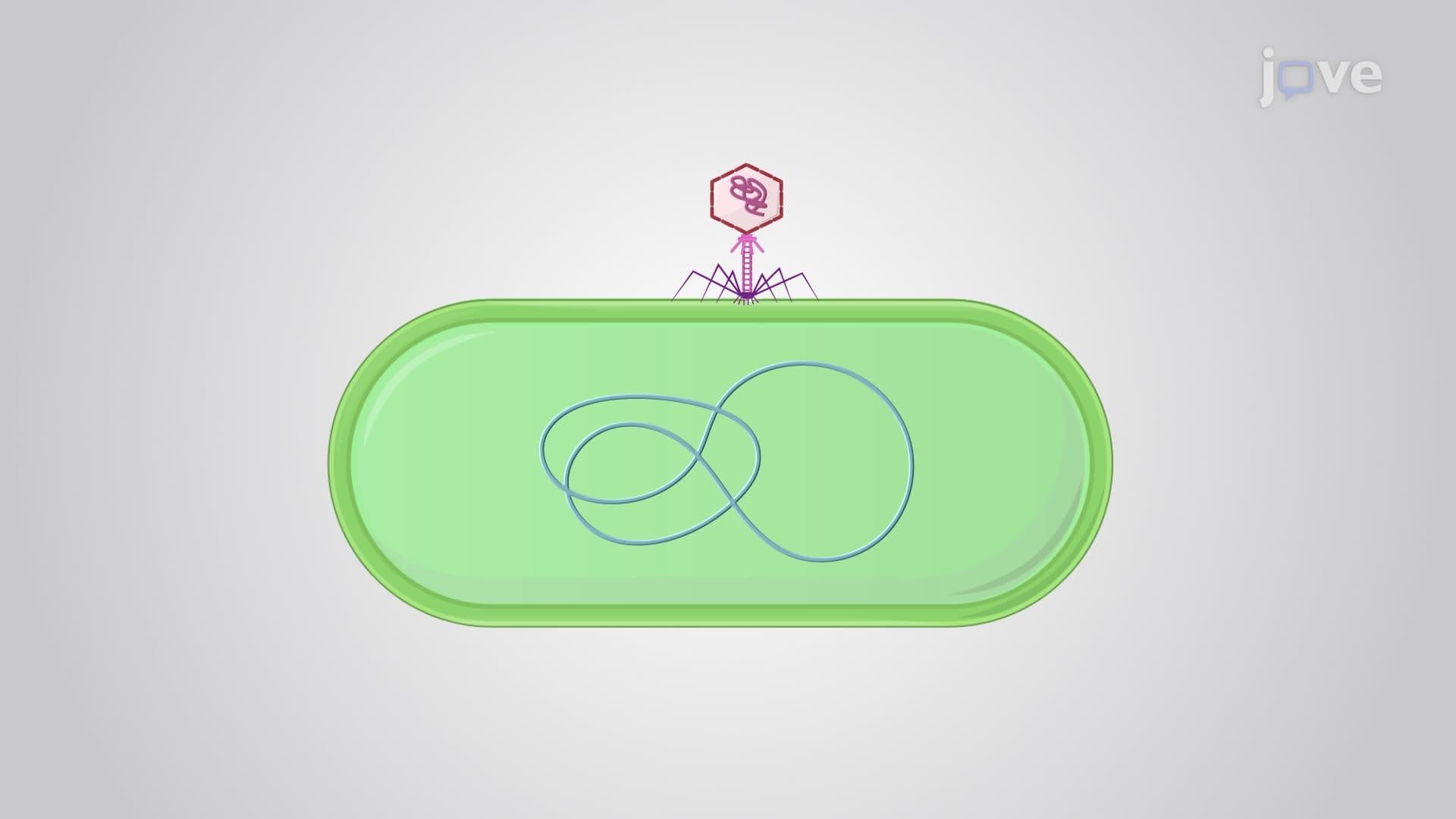 Transduction