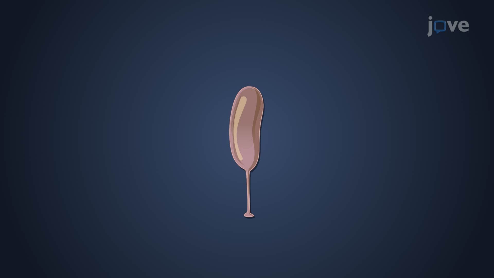 Bacterial Phylum Planctomycetes